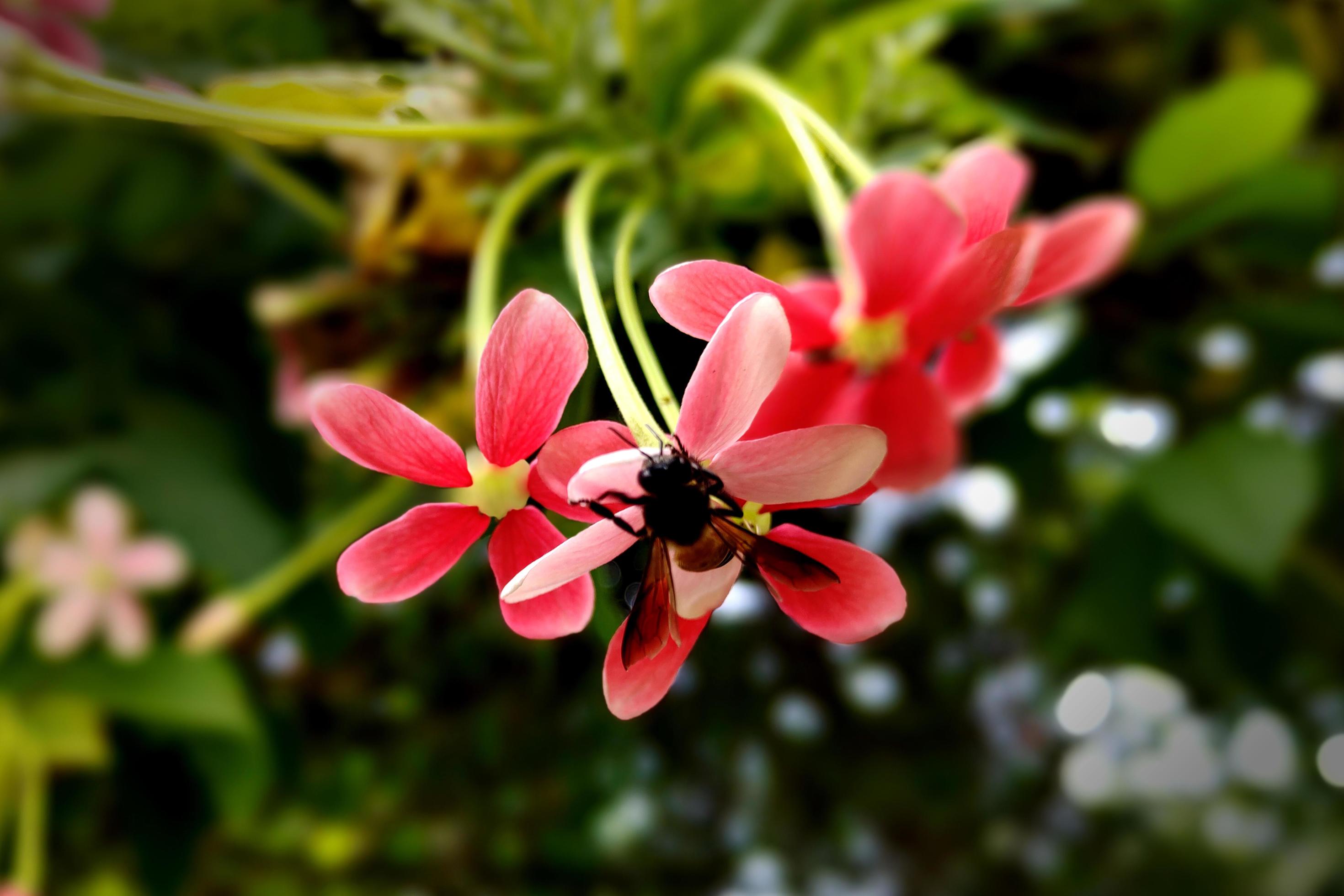 Combretum Indicum Flower Photo with Bee Stock Free