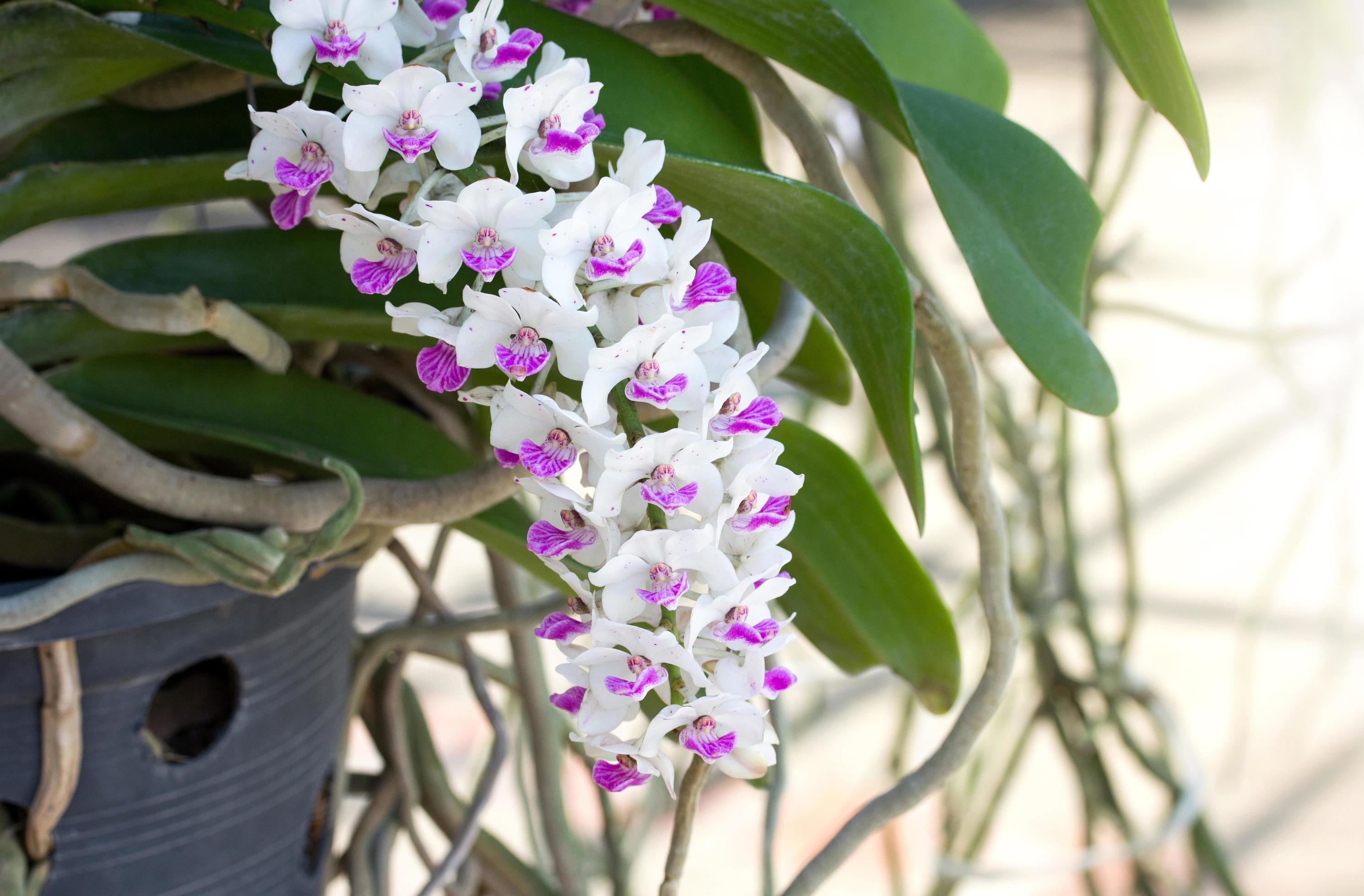 Rhynchostylis gigantea orchid flower Stock Free