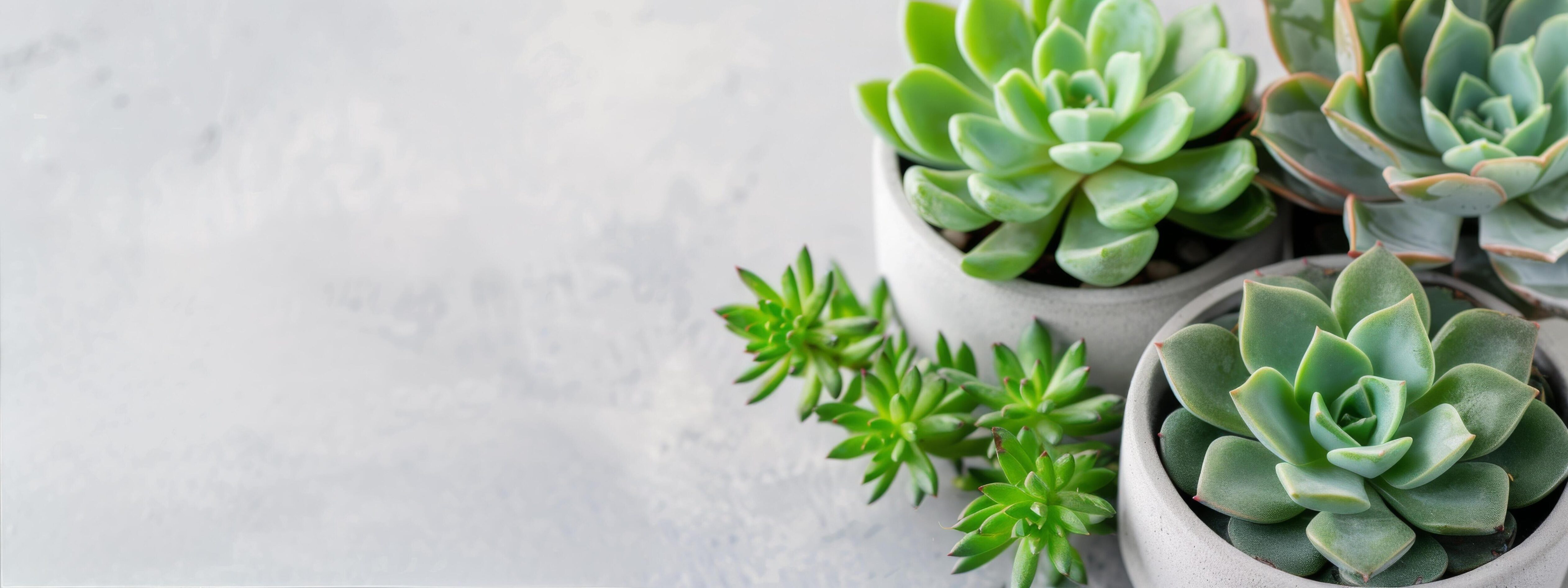 Succulents in Concrete Pots on Grey Background Stock Free