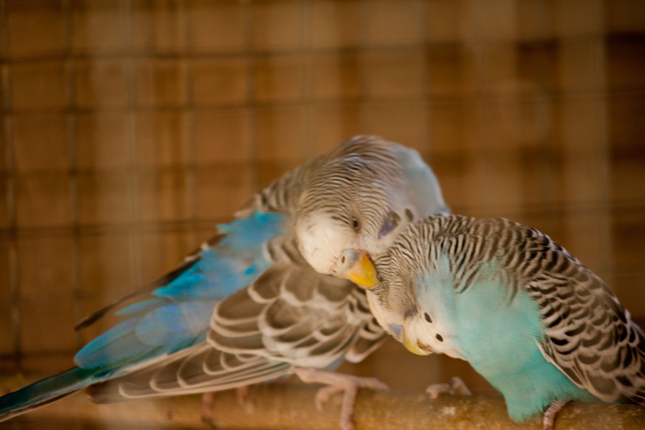 Love Birds Caged Stock Free