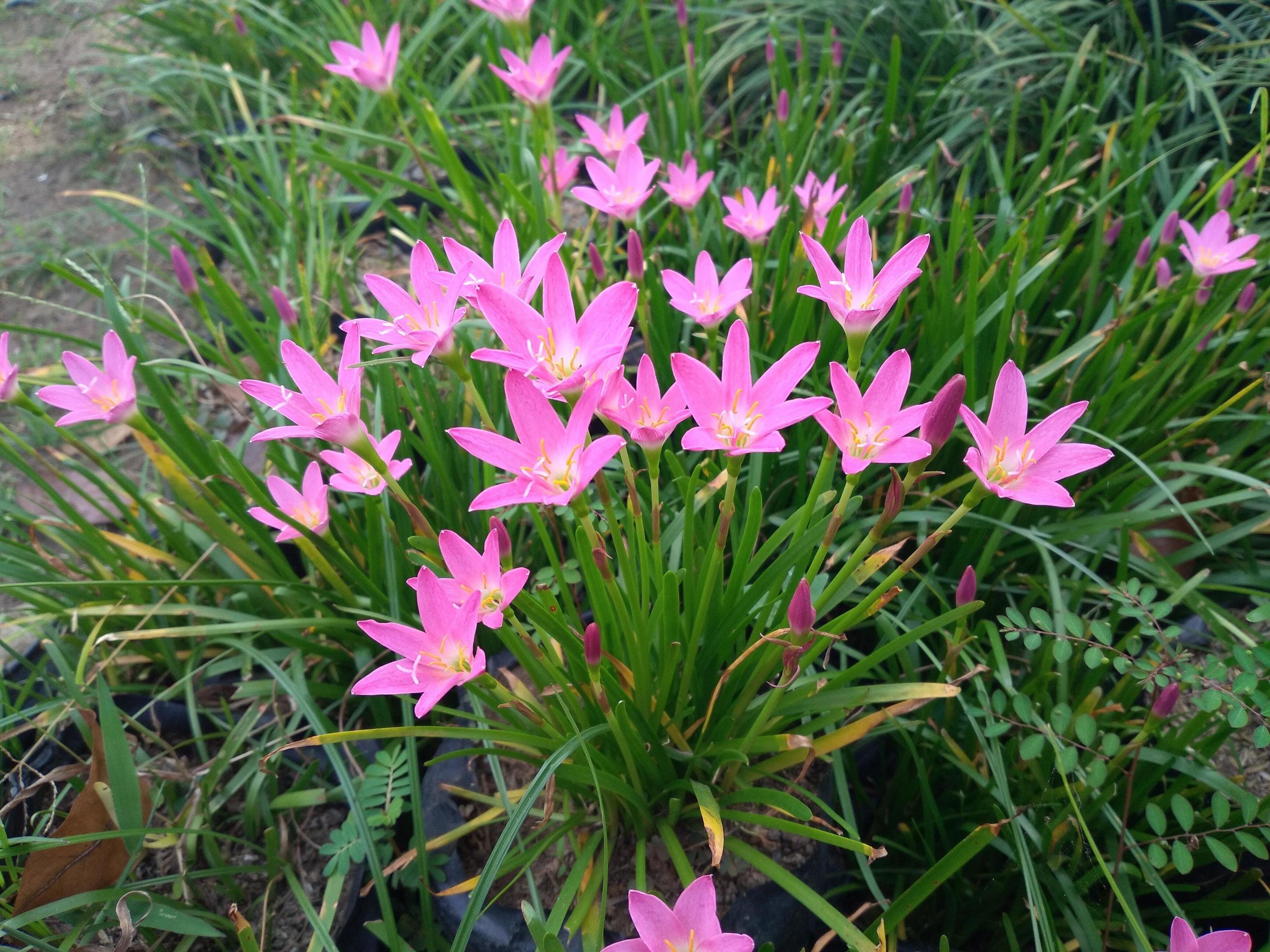 Blossom of pink Zephyranthes Lily, Rain Lily, Fairy Lily.Macro photography of spring flower. Stock Free