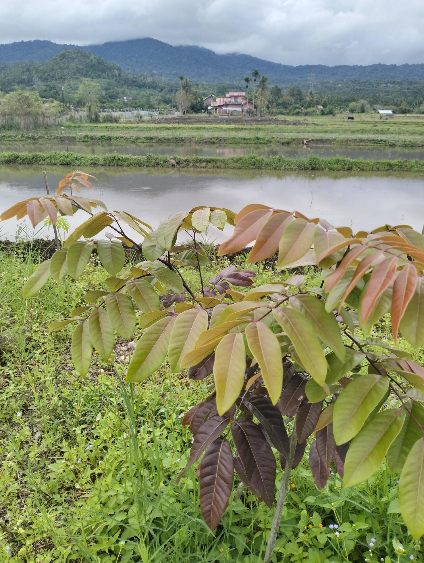 Photo longan dimocarpus, longan leaves selected for natural backround Stock Free