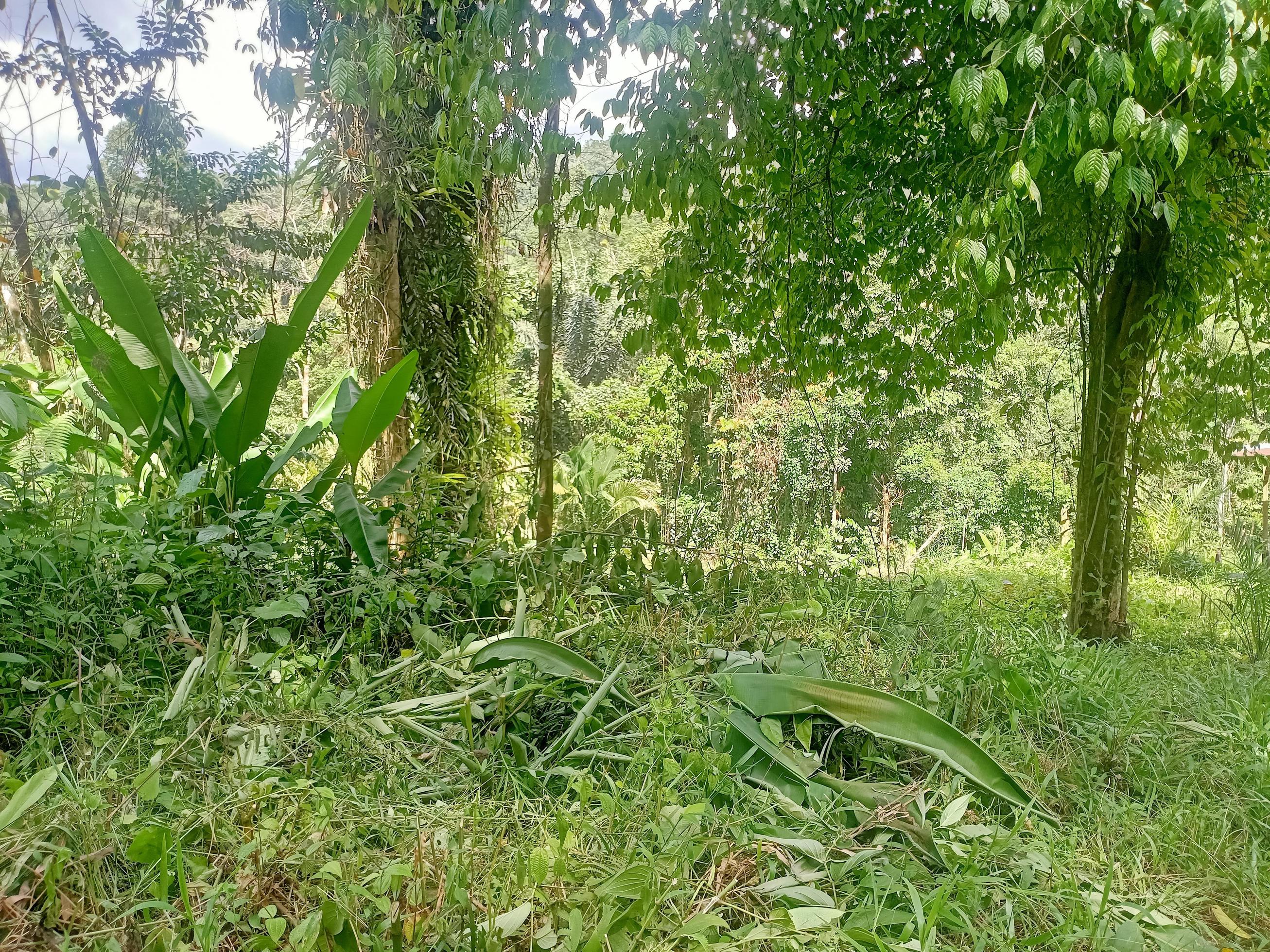 green plants view of nature Stock Free