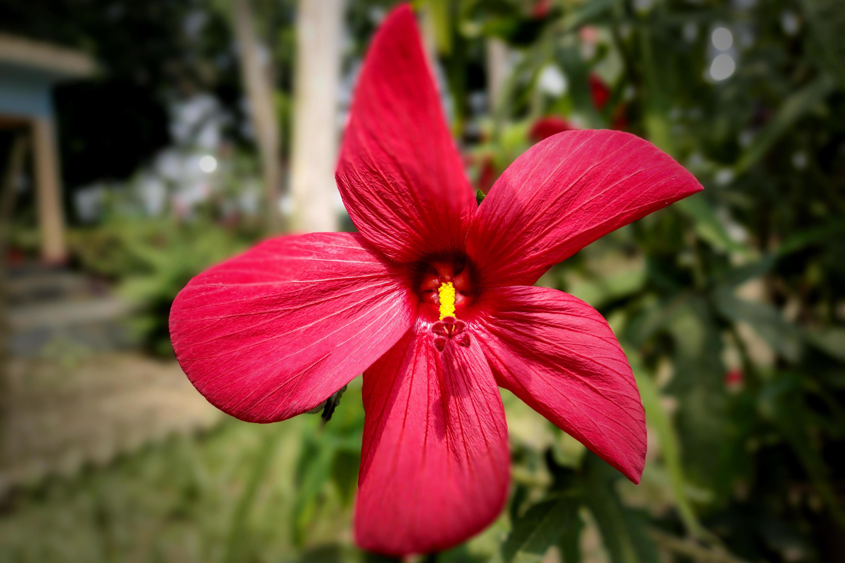 Red China Rose, Chinese Hibiscus Flower Stock Free