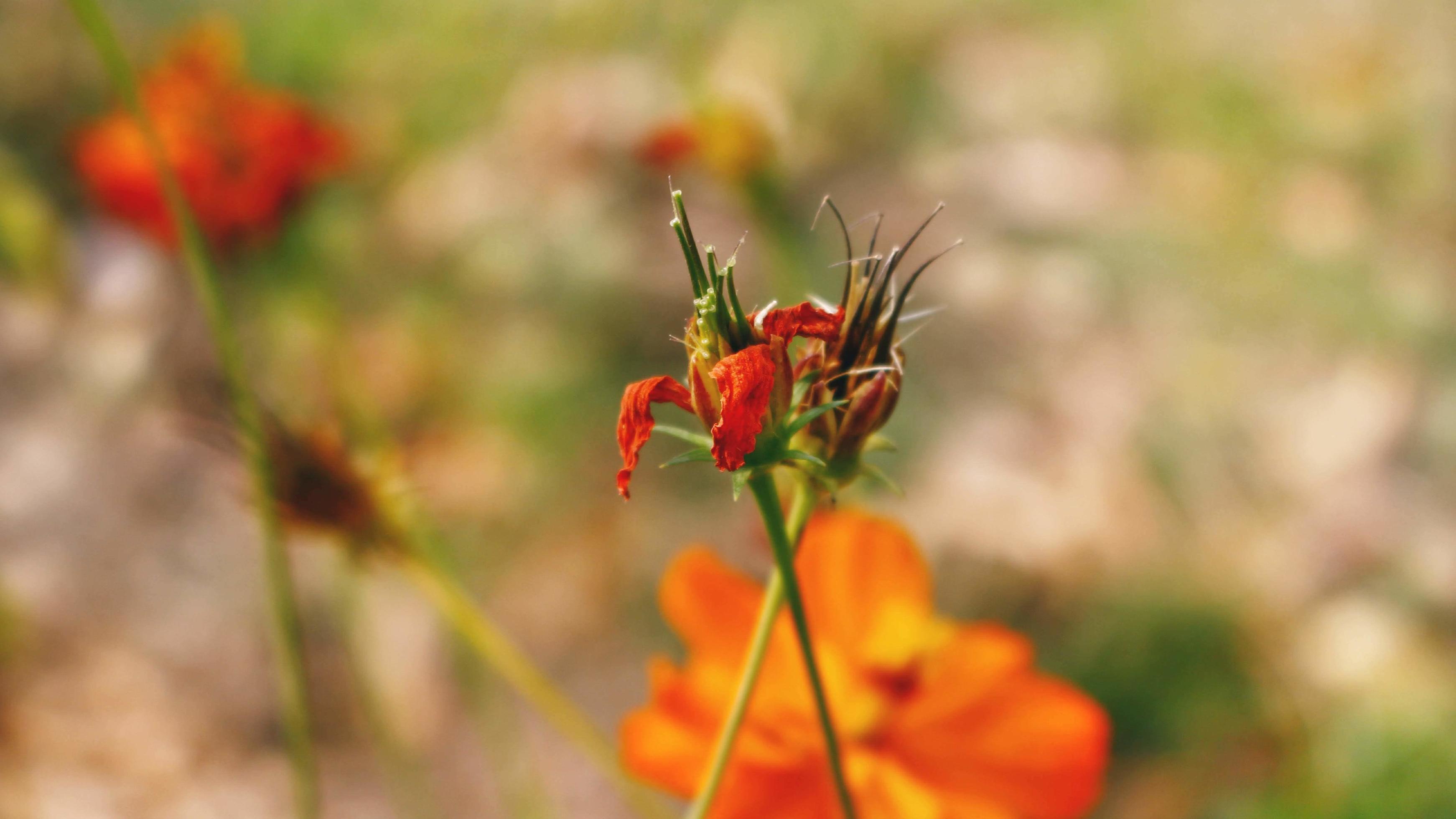 
									Flowering Plants in Outdoor Garden in Karachi Pakistan 2022 Stock Free