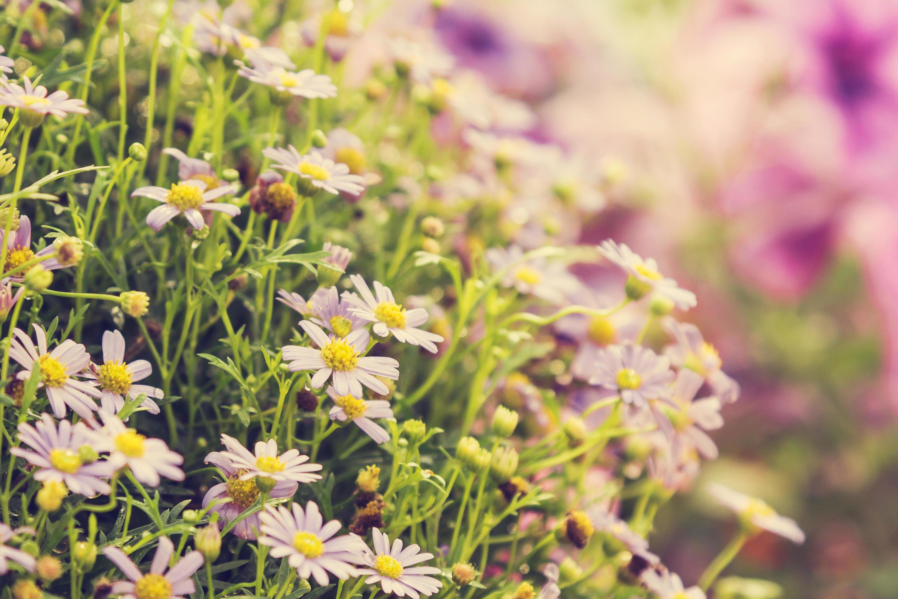 Purple flower in garden Stock Free