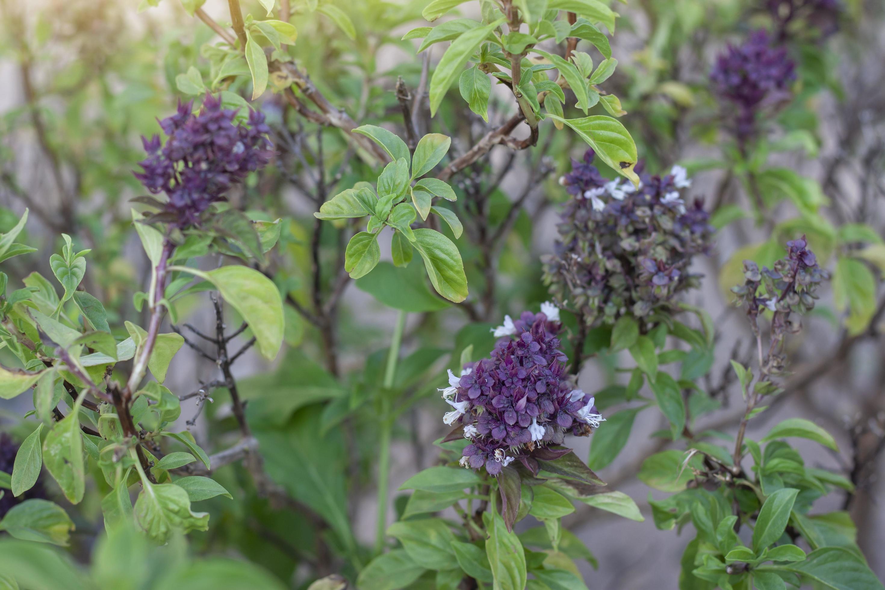 Purple and white flower of Sweet Basil or Thyme is a Thailand vegetable and herb with sunlight in the morning. Stock Free