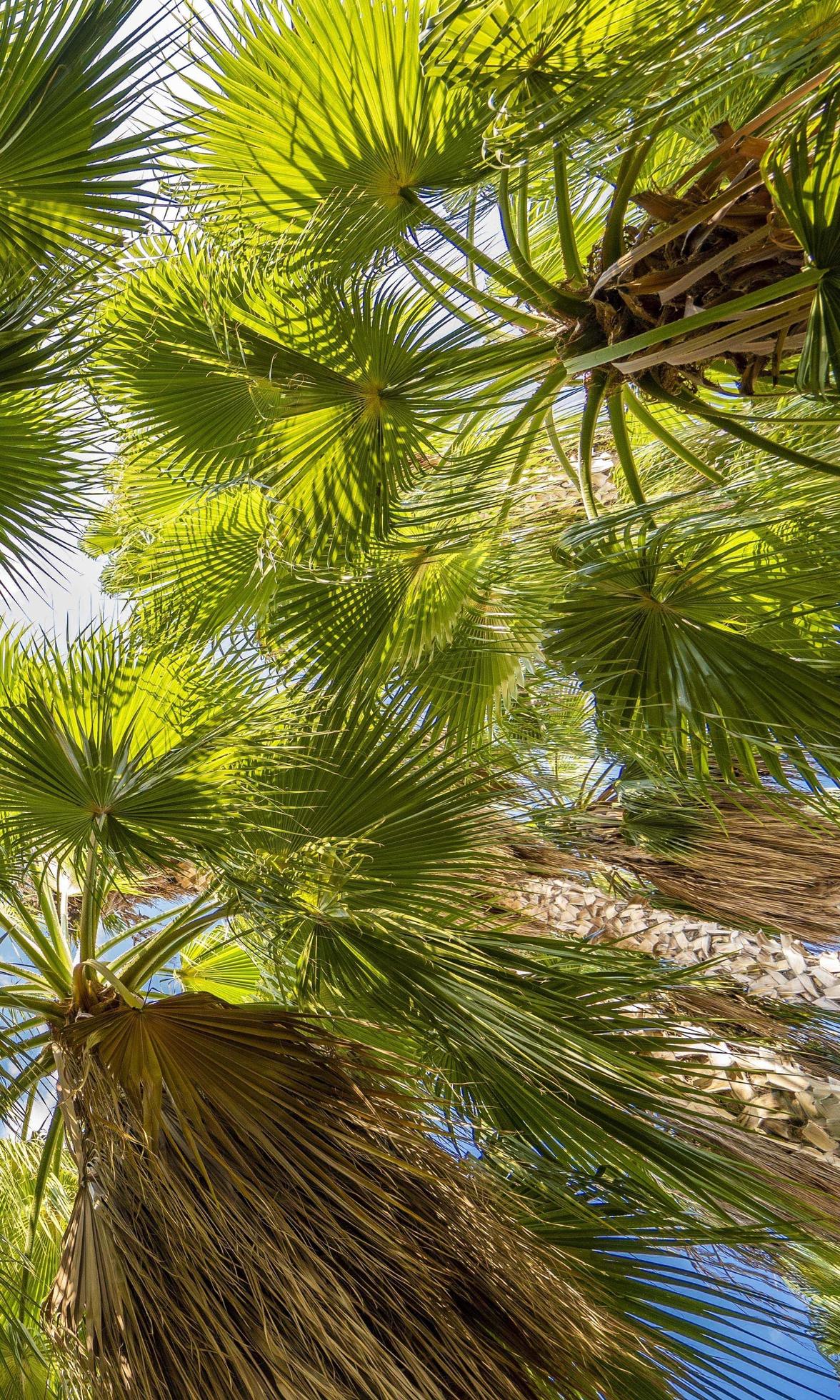 bottom view of palm trees and blue sky Stock Free