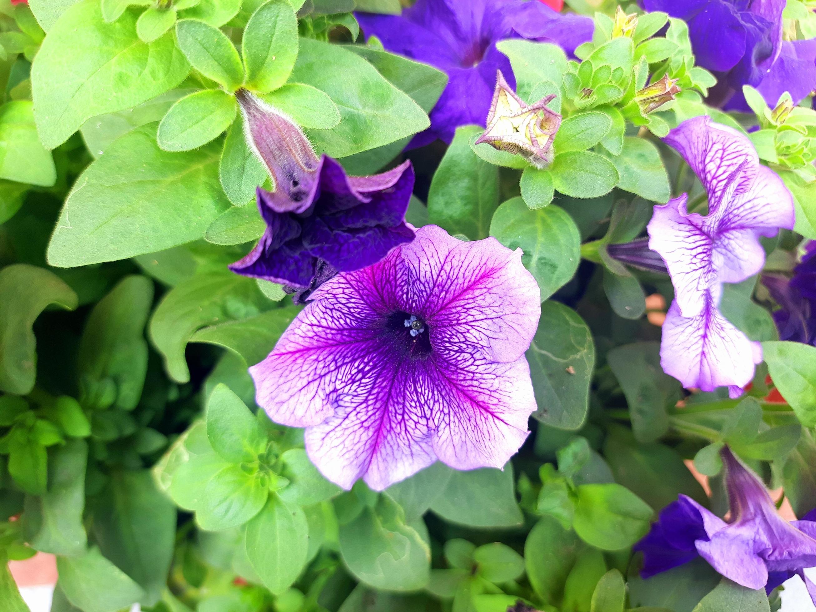 Purple Petunia Flowers Stock Free Stock Free