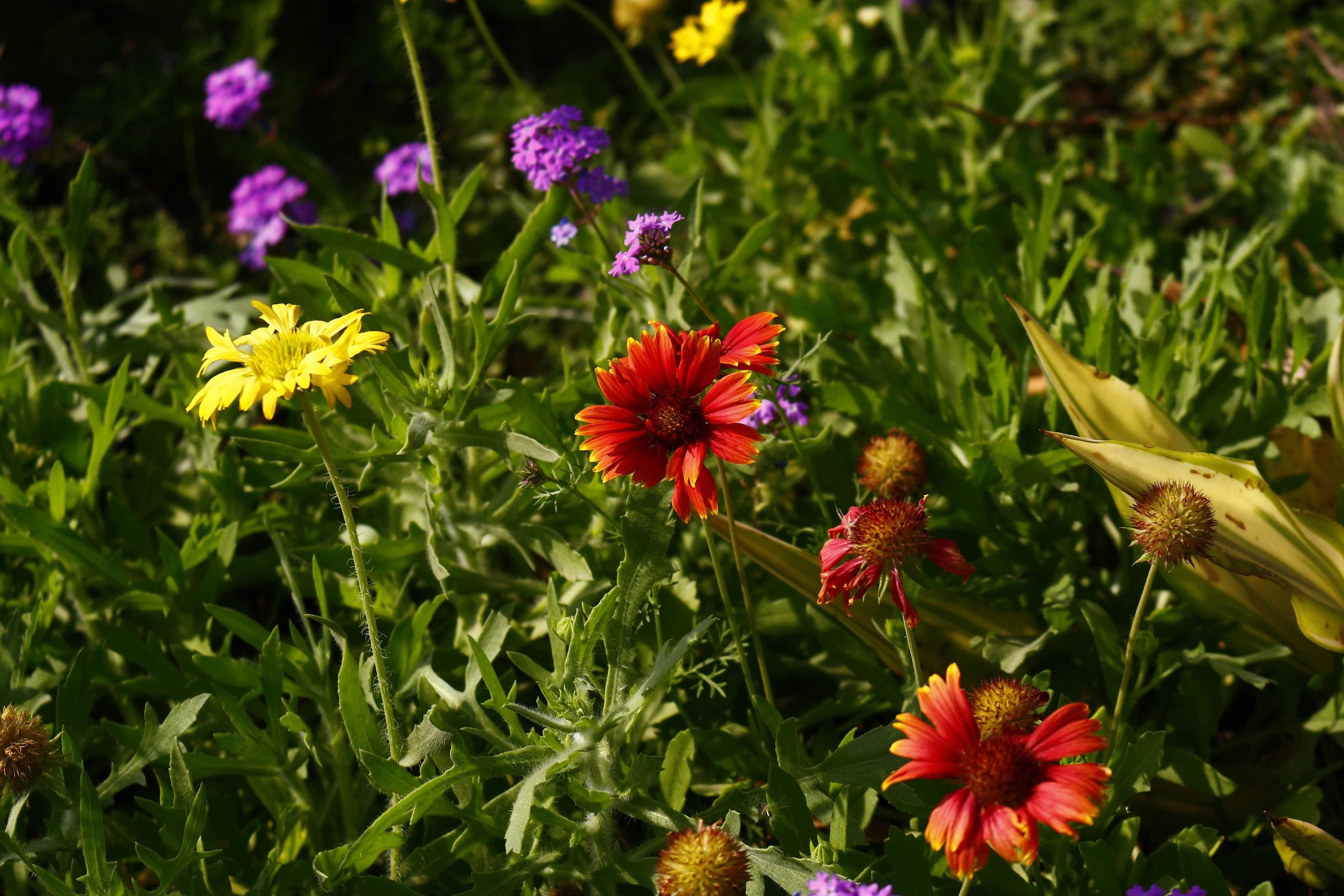 Bright Colorful Flowers In Outdoor Garden in Karachi Pakistan 2022 Stock Free