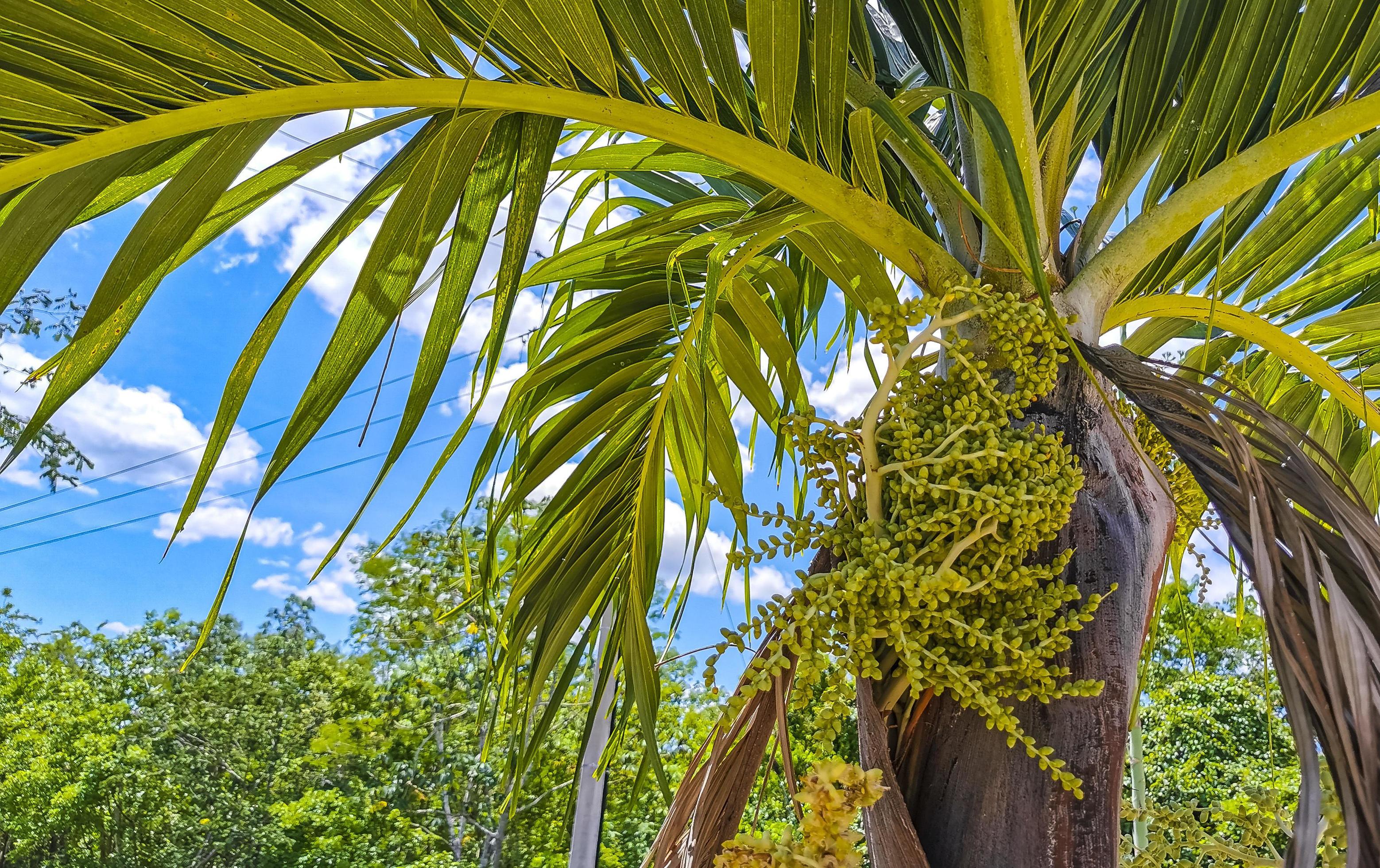 Tropical natural palm tree coconuts blue sky in Mexico. Stock Free