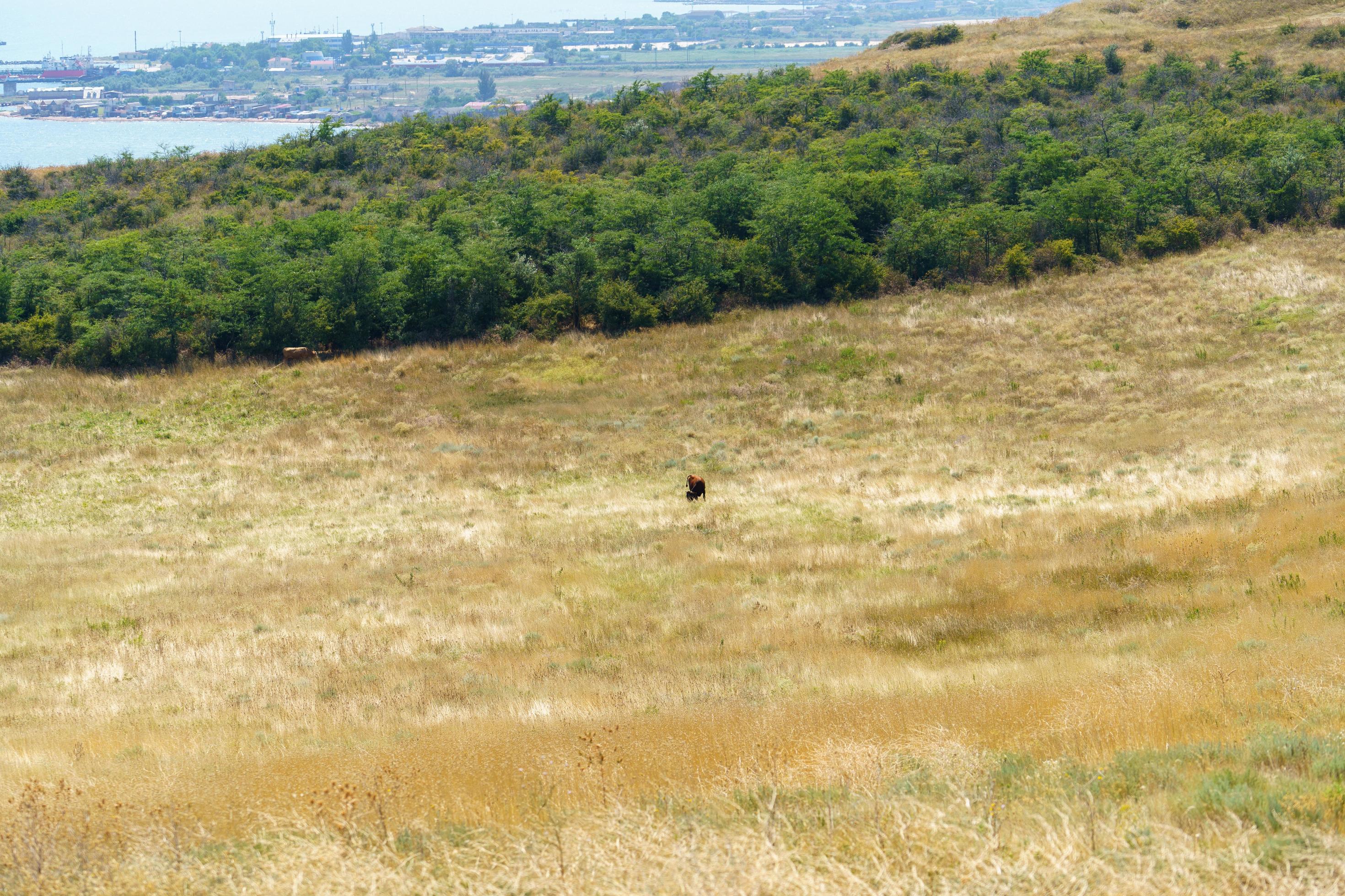 Natural landscape with a grazing cow in the steppe Stock Free