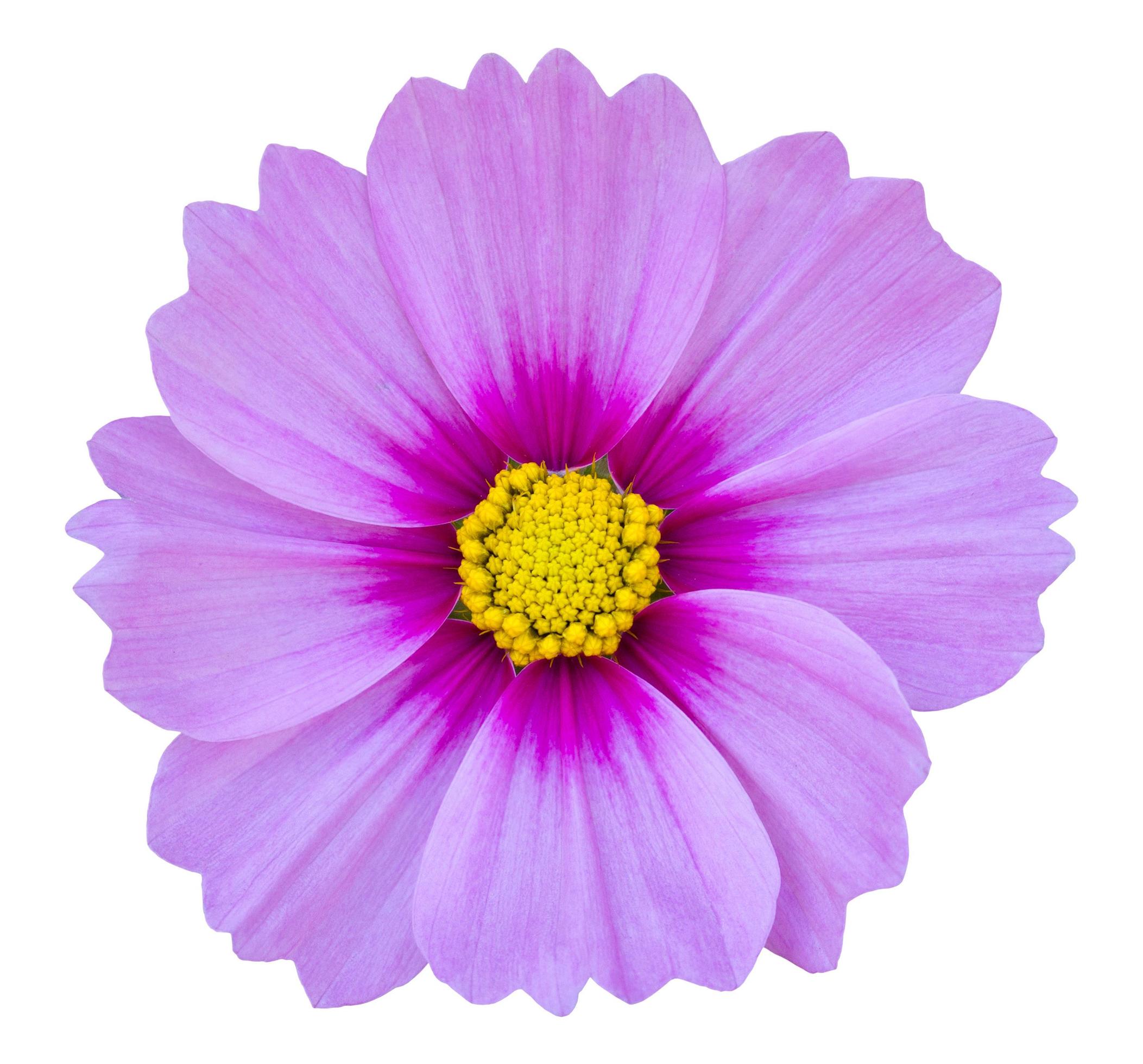 blue cosmos flower isolated on white with clipping path Stock Free