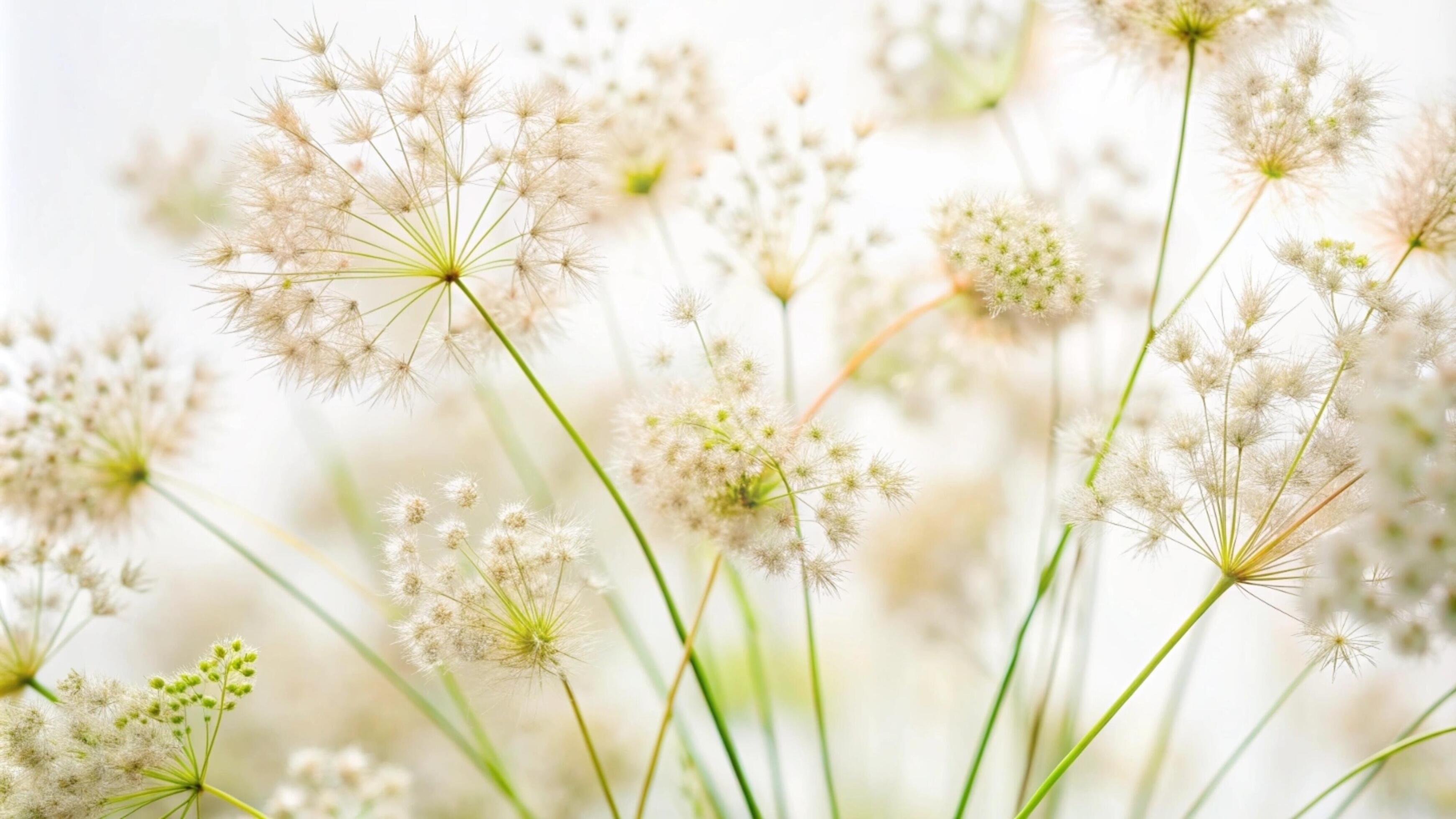 Blooming grass flowers on a white background. Stock Free