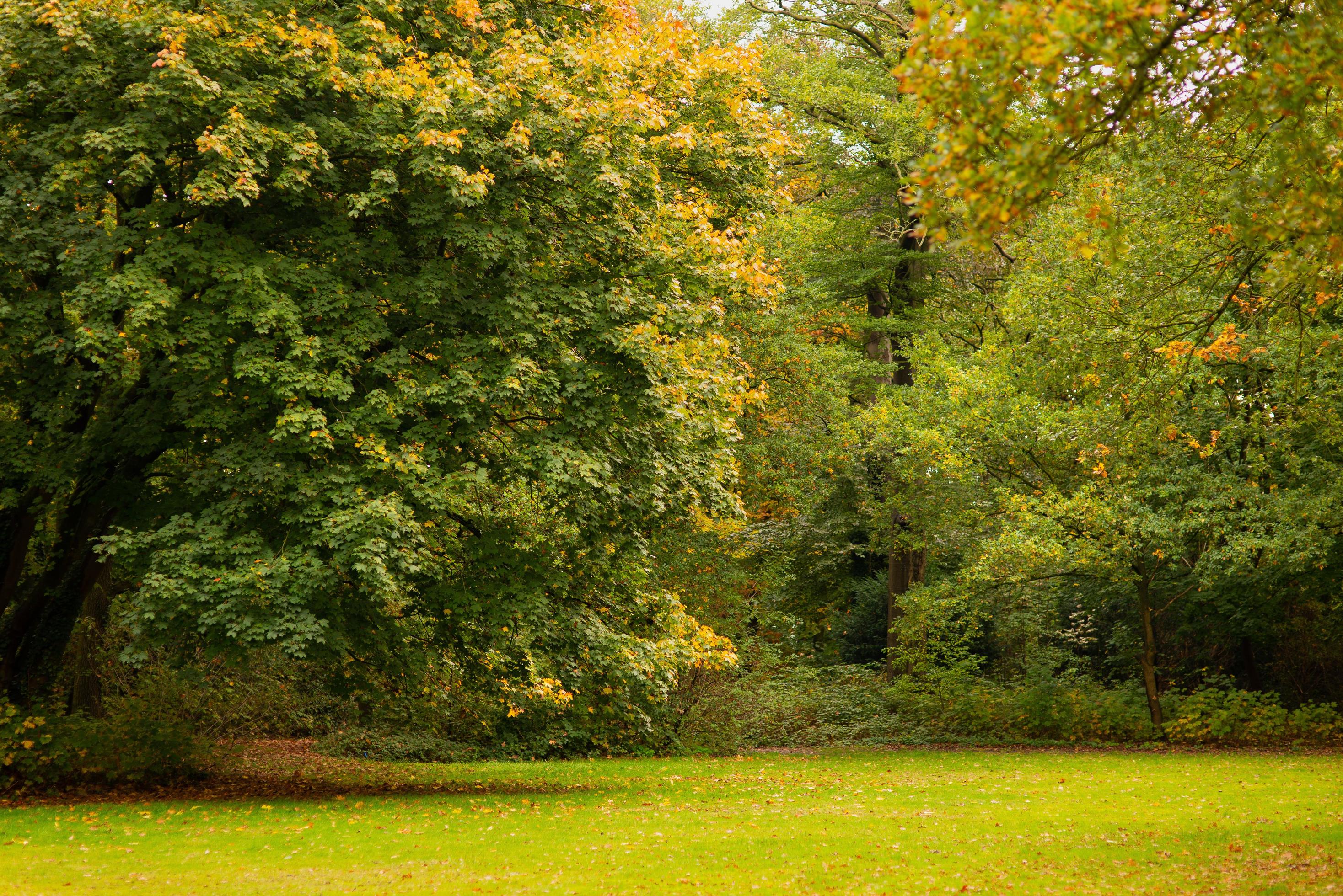 autumn park with green grass in the meadow and trees Stock Free