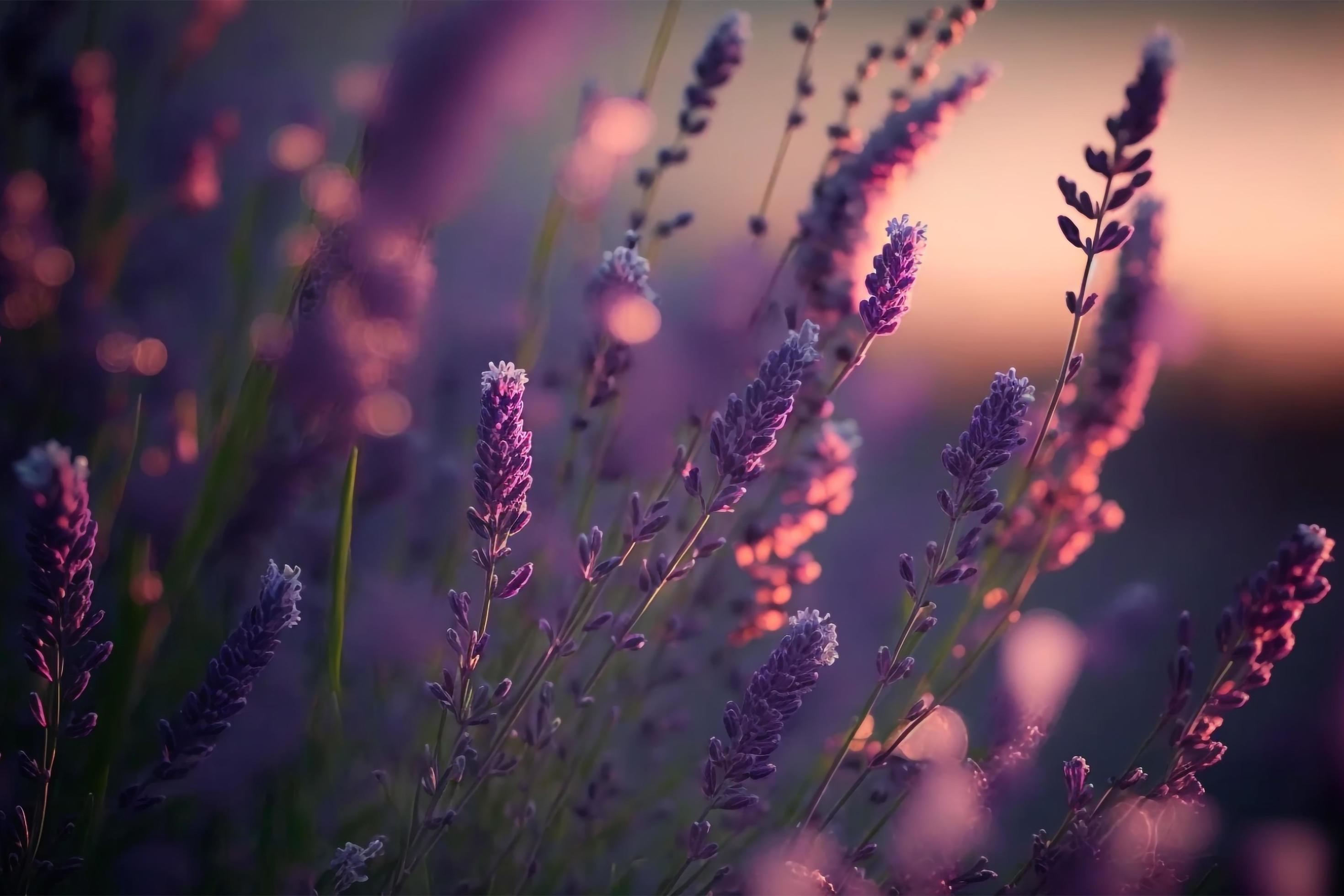 Blooming flagant lavender flowers on a field, closeup violet background Stock Free