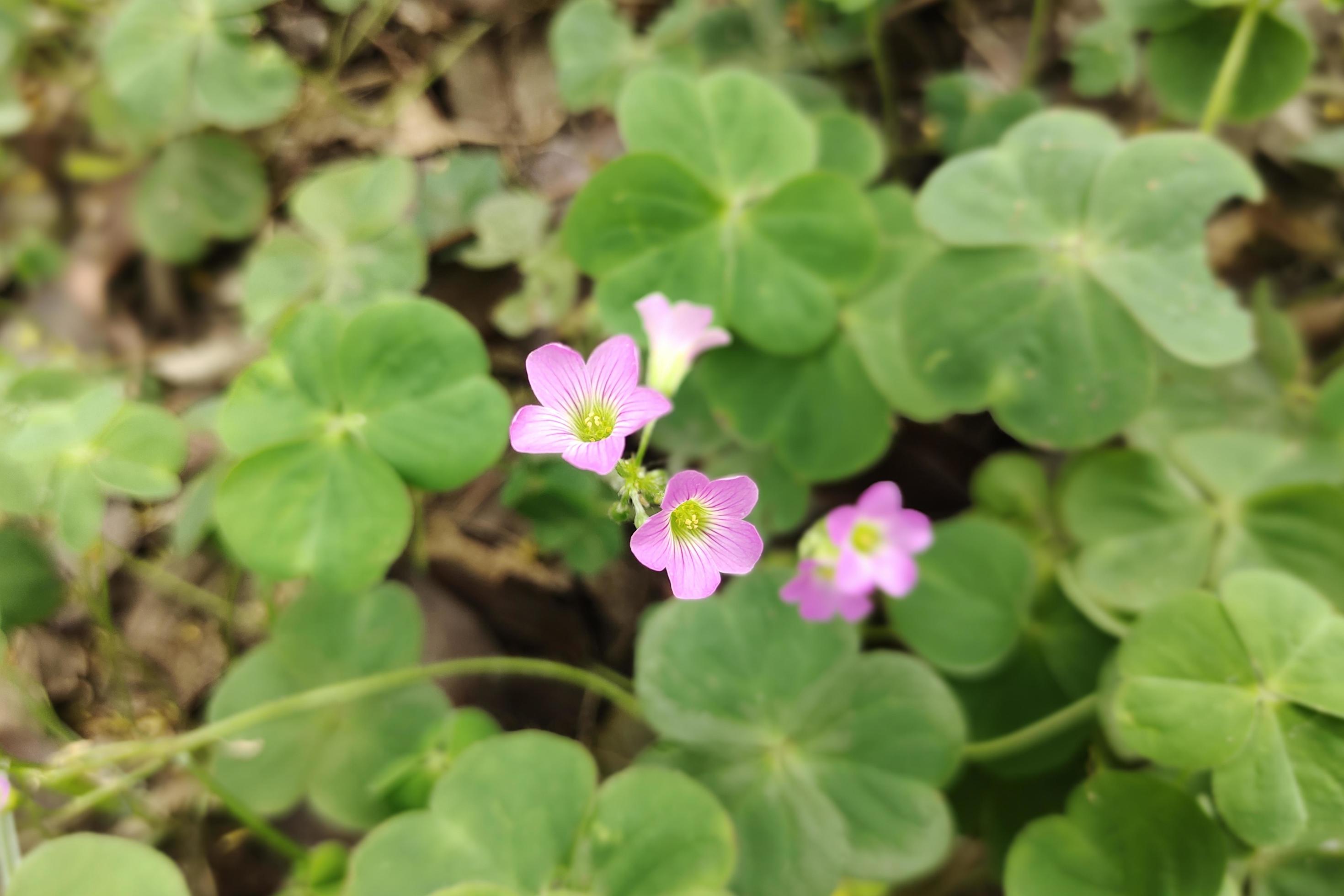 Jungle Flower in Full Bloom Close Stock Free