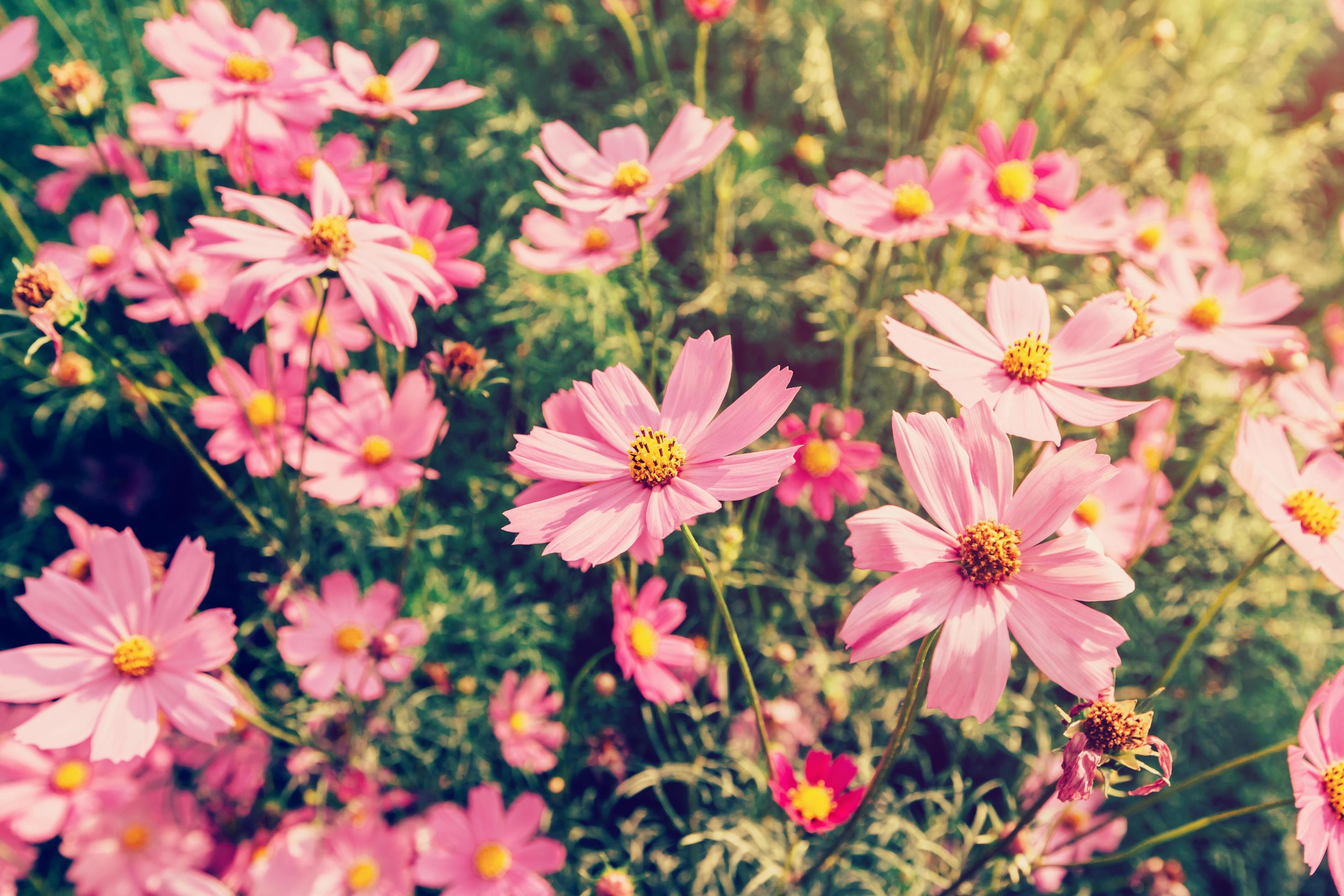 close up pink cosmos flowers on field with sunlight, vintage filter. Stock Free