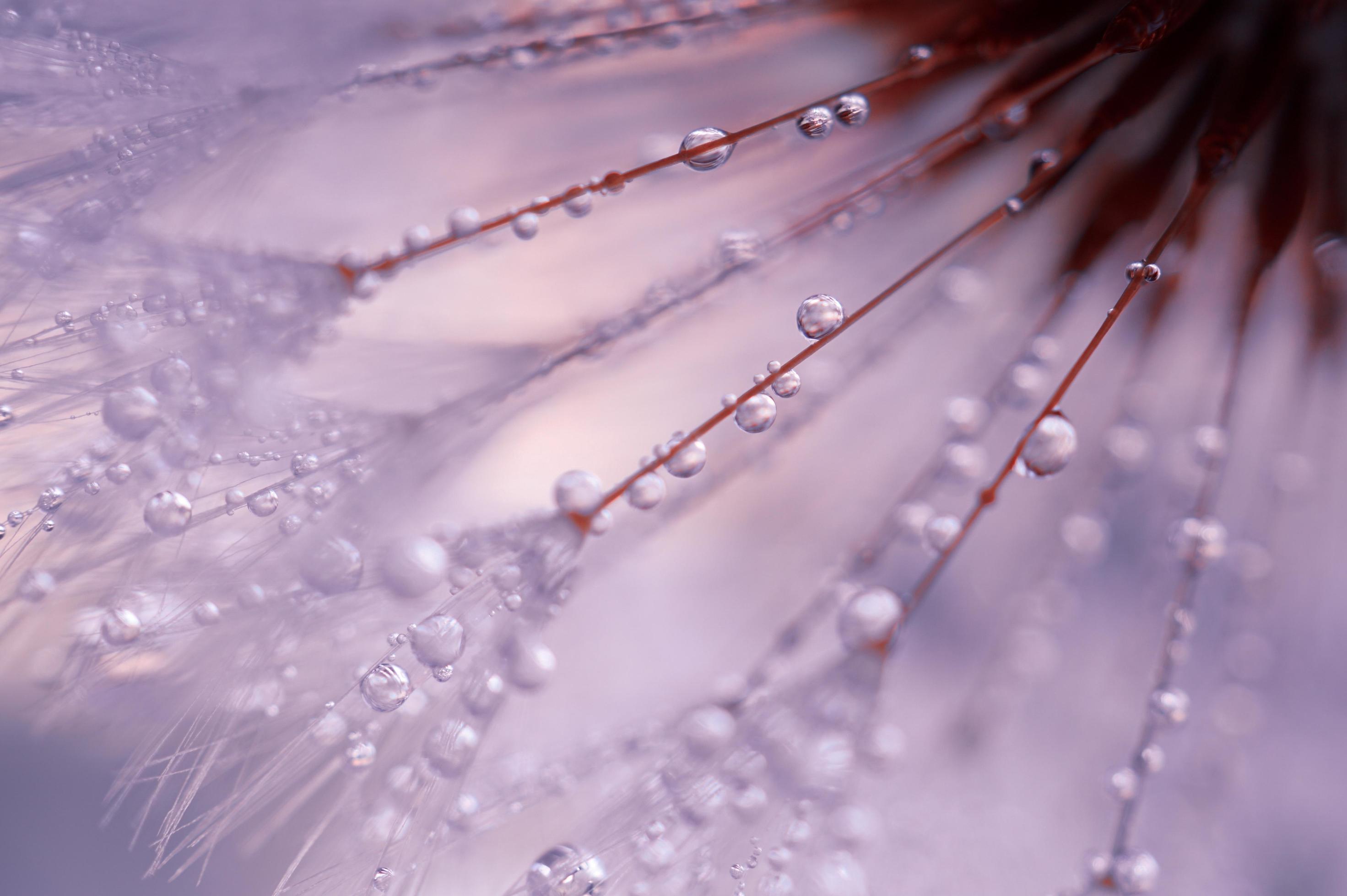 raindrops on the dandelion flower in rainy days in springtime Stock Free