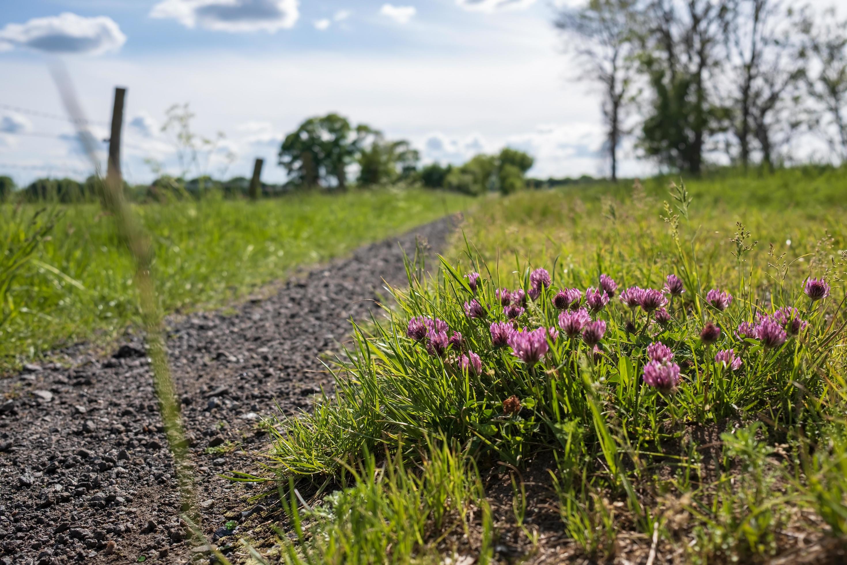 Red clover flowers in a meadow, in the countryside. Stock Free