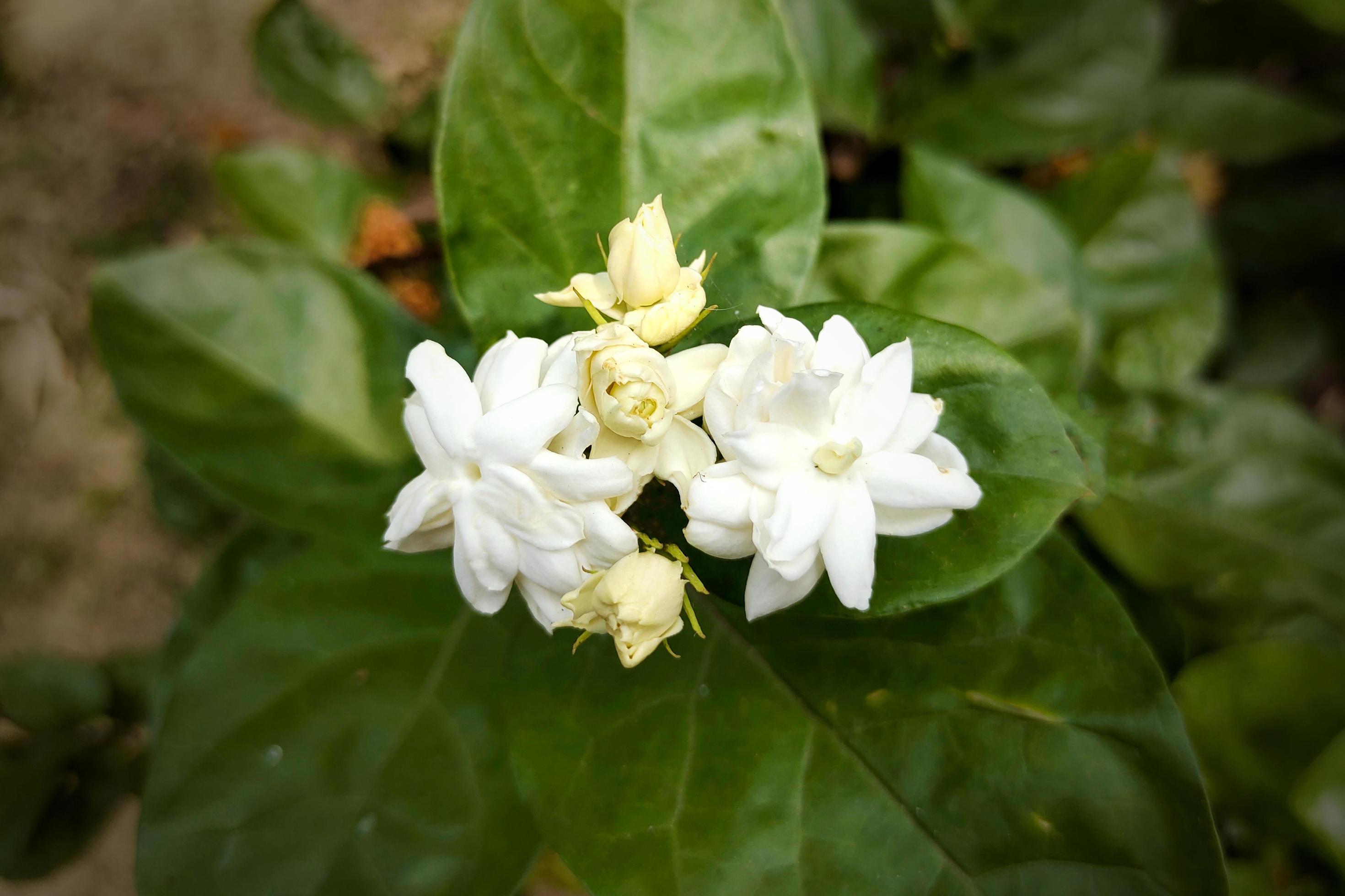 White Cape Jasmine Flowers in the Park Stock Free