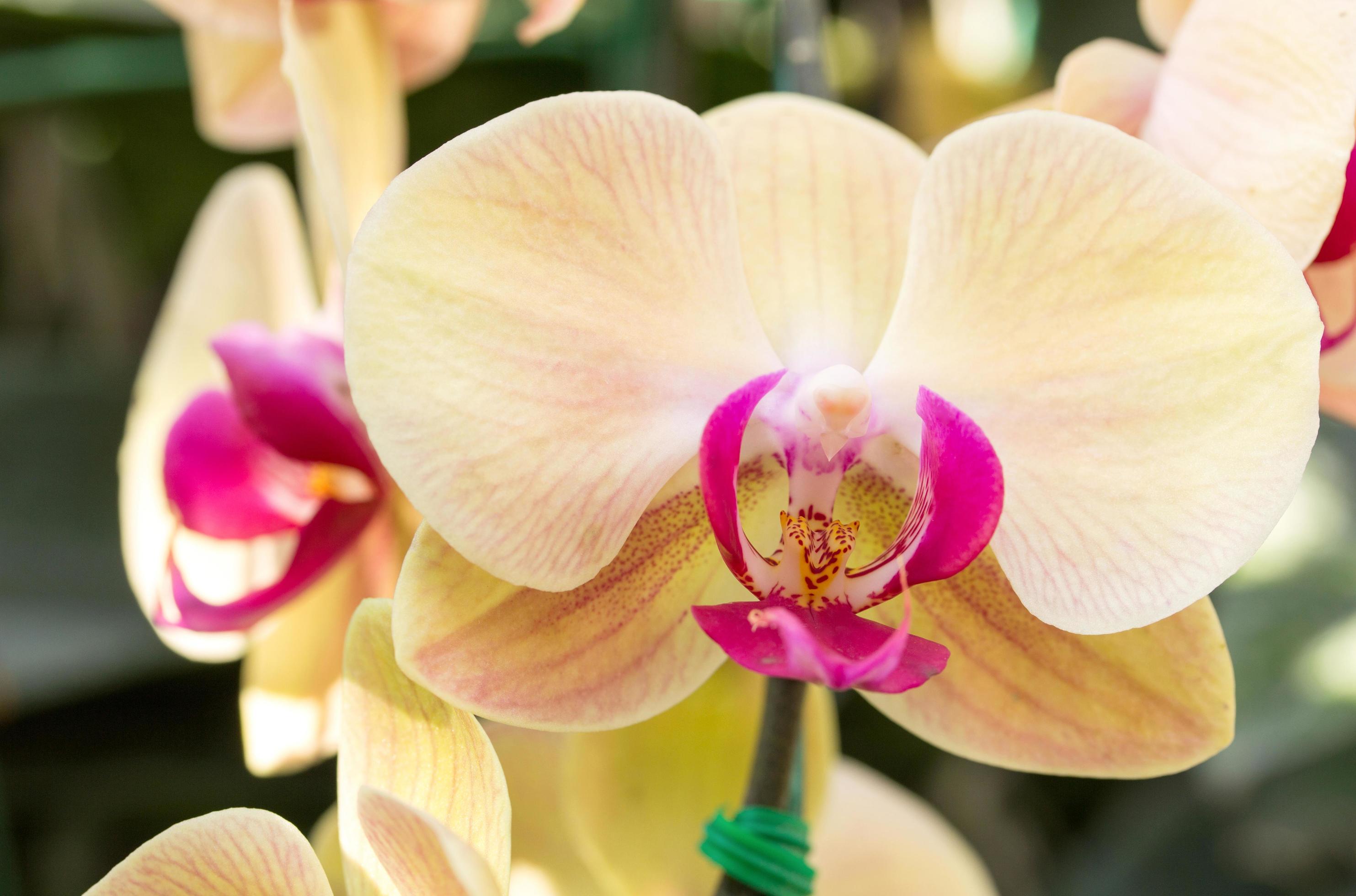 Yellow phalaenopsis orchid flower Stock Free