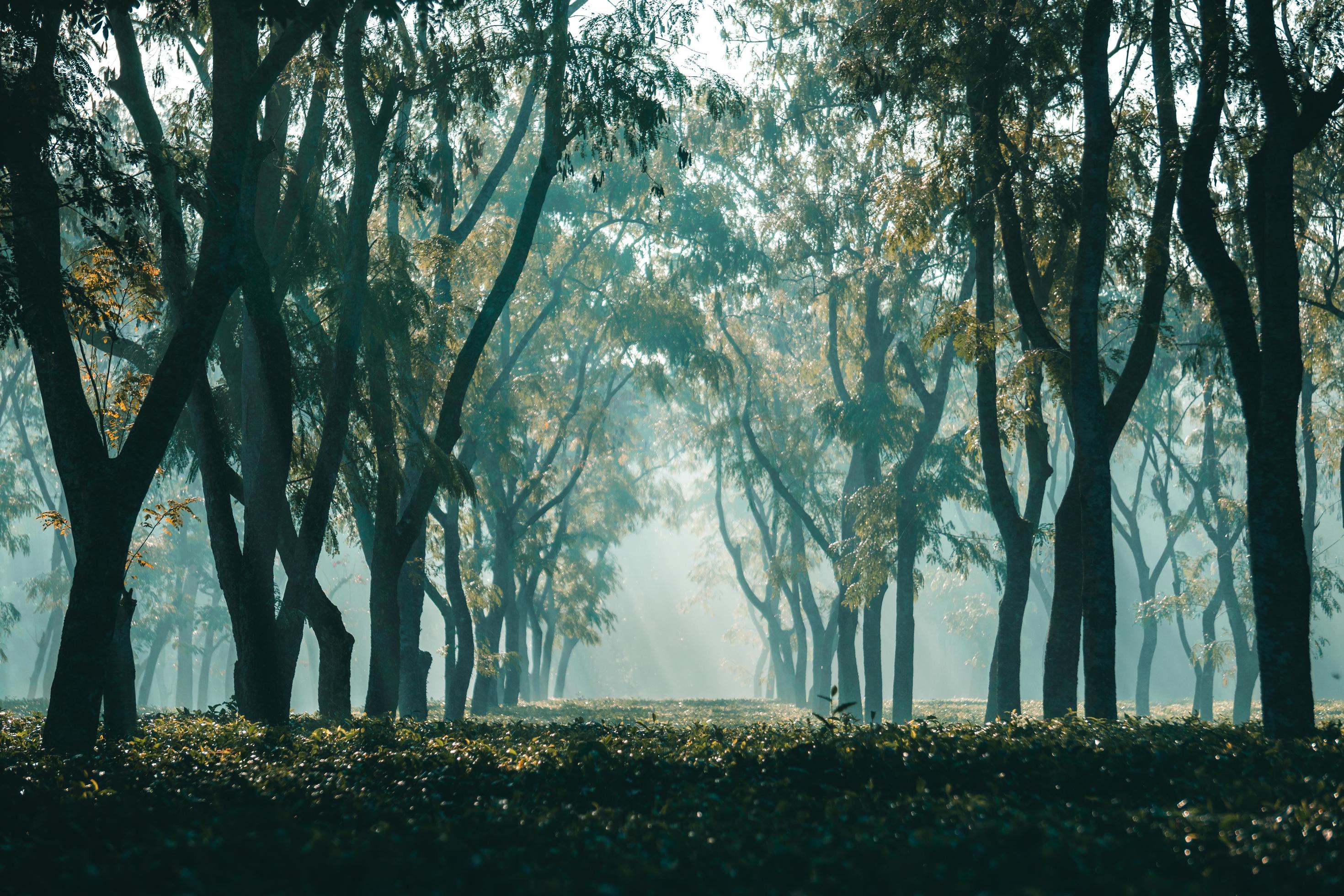 The sunrise as it rises in the foggy morning of winter at tea garden Stock Free