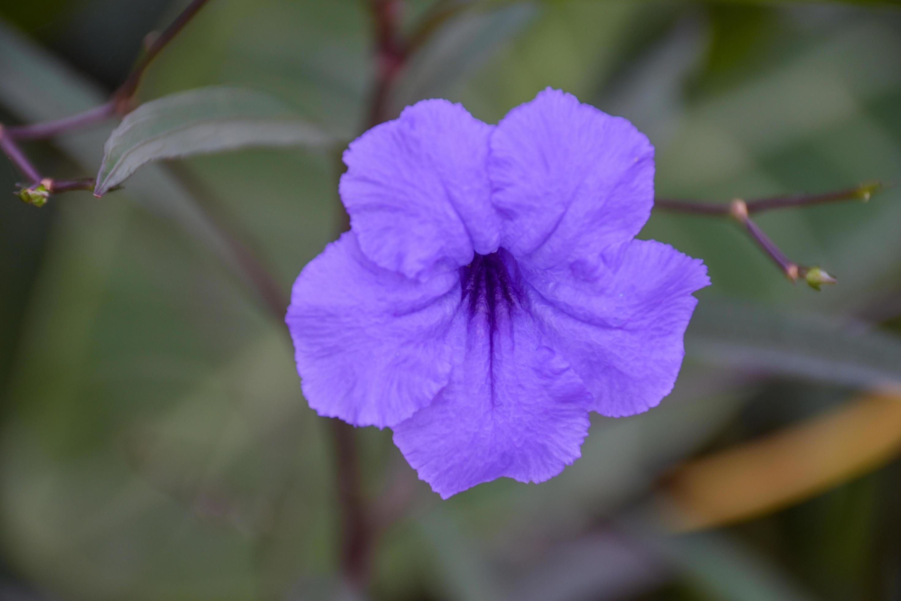 Purple Tuellias flower in the garden Stock Free