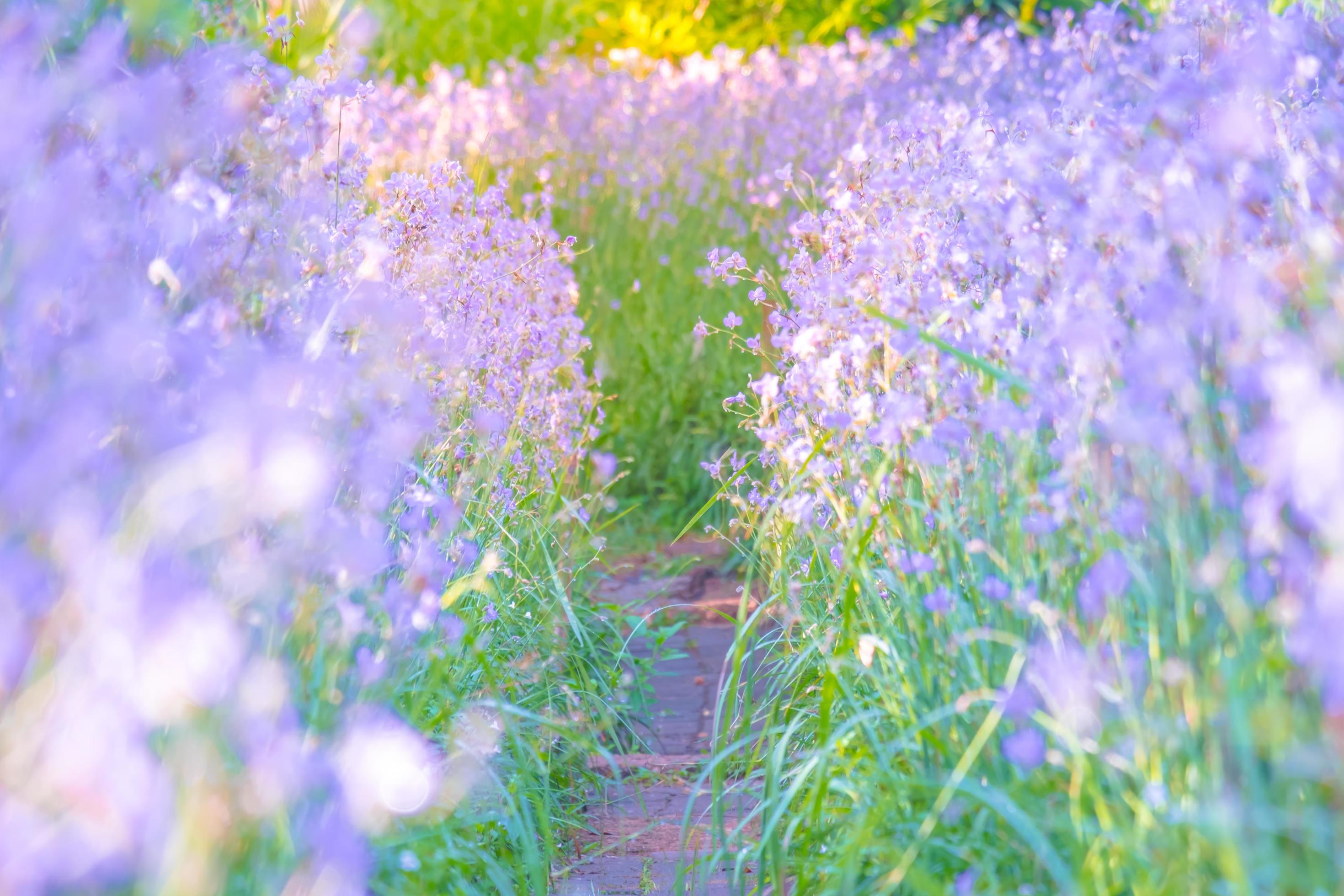 blurred,Purple flower pathway in garden Stock Free