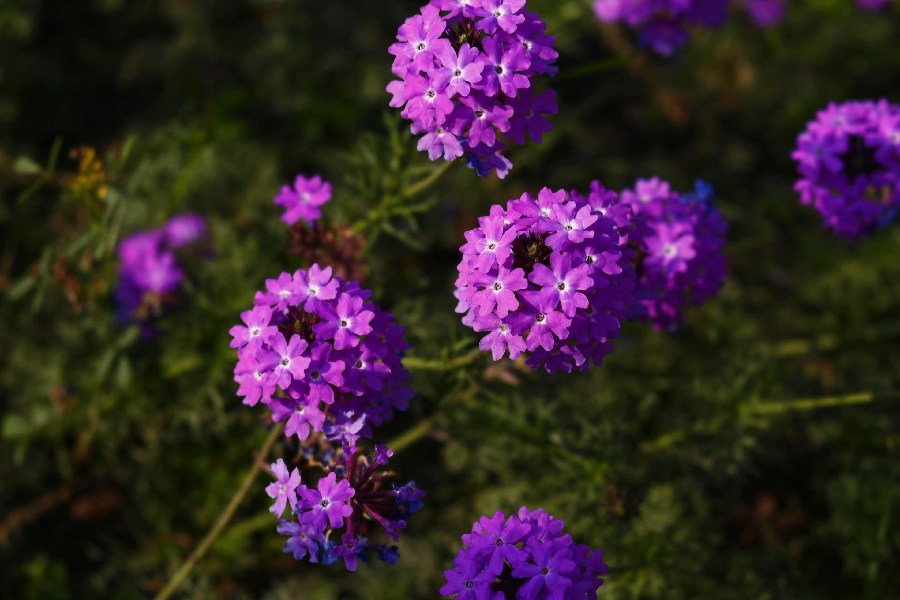 Bright Colorful Flowers In Outdoor Garden in Karachi Pakistan 2022 Stock Free