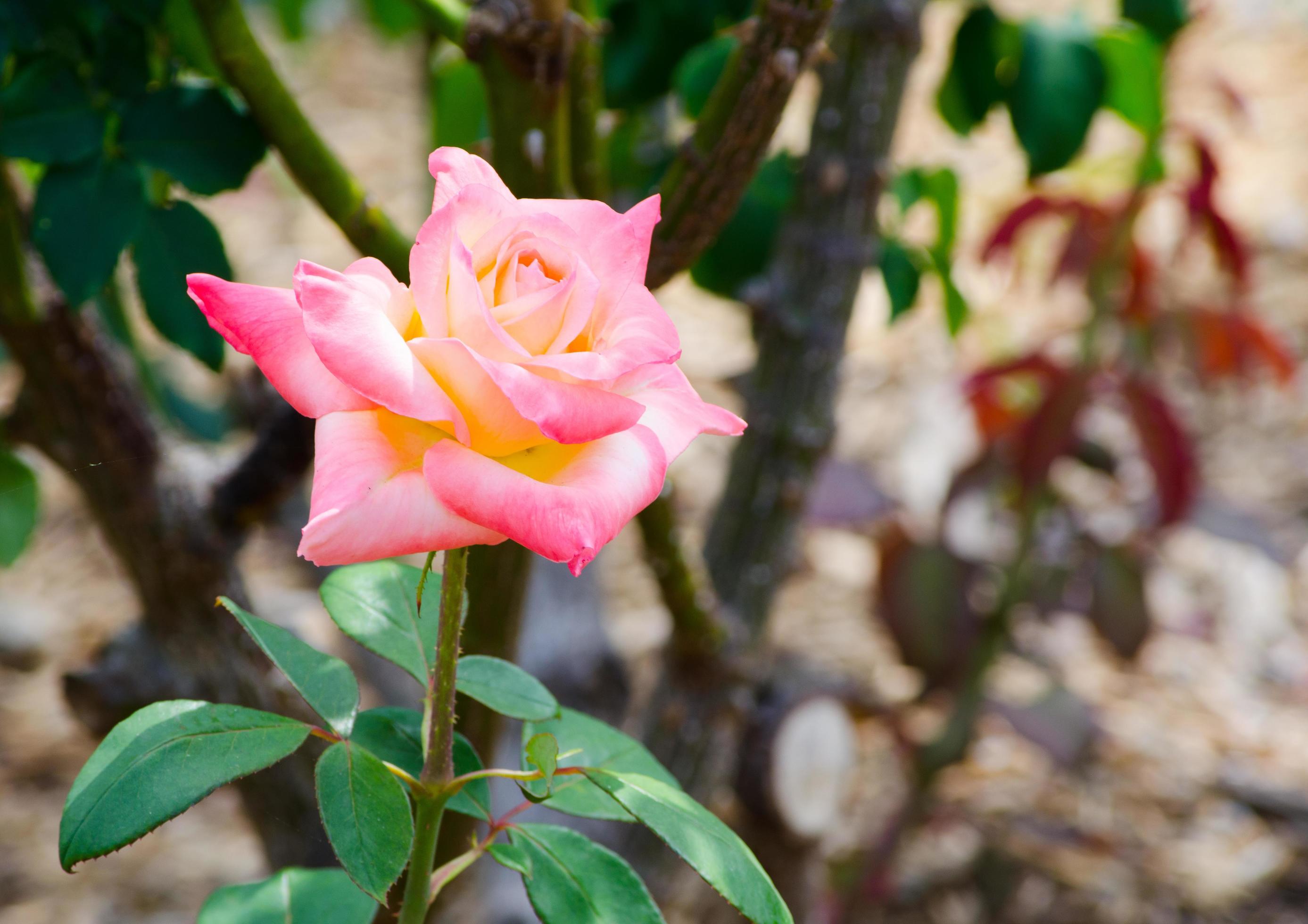 A Beautiful pink hybrid rose flower at a botanical garden. Stock Free