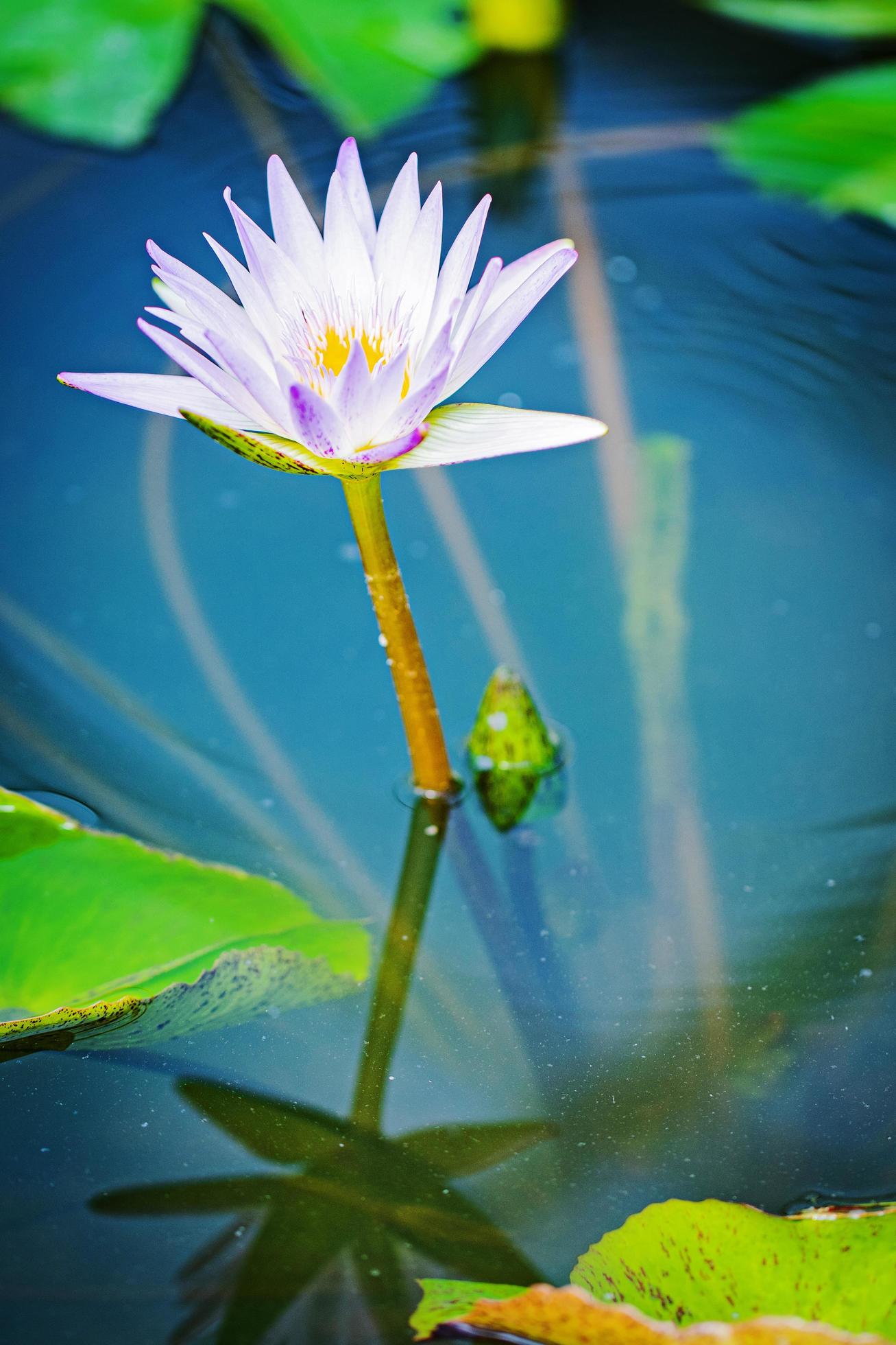 Close up lotus flower Stock Free