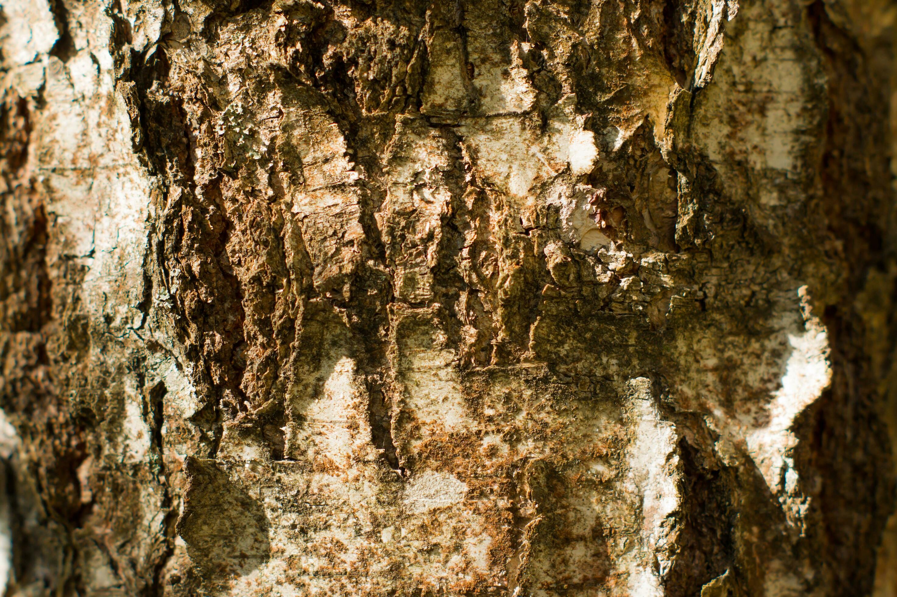 Abstract natural background of tree bark. Rough backdrop. Stock Free