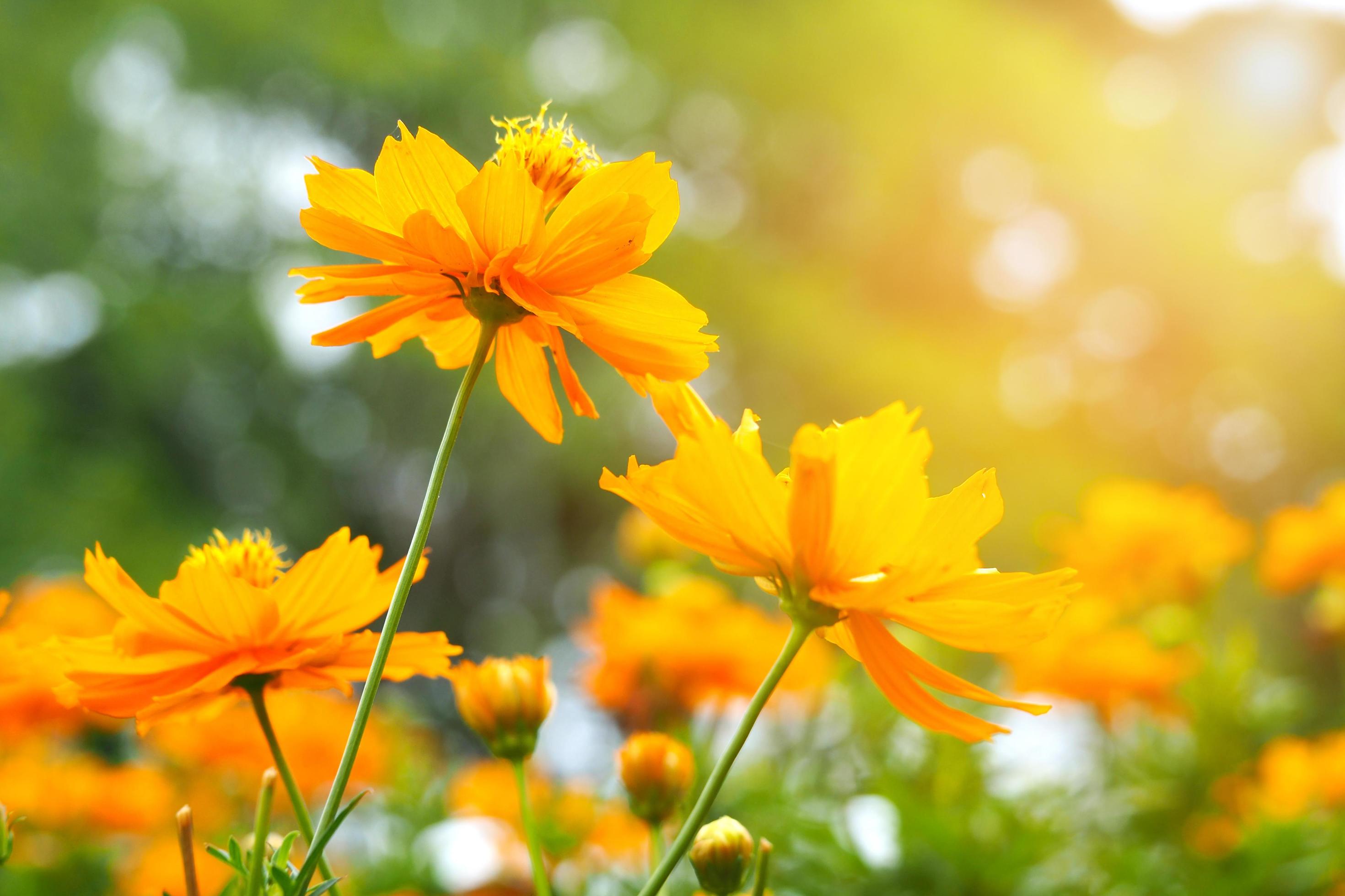 Closeup group of orange flower in the park at morning with light of sunshine fresh floral Stock Free