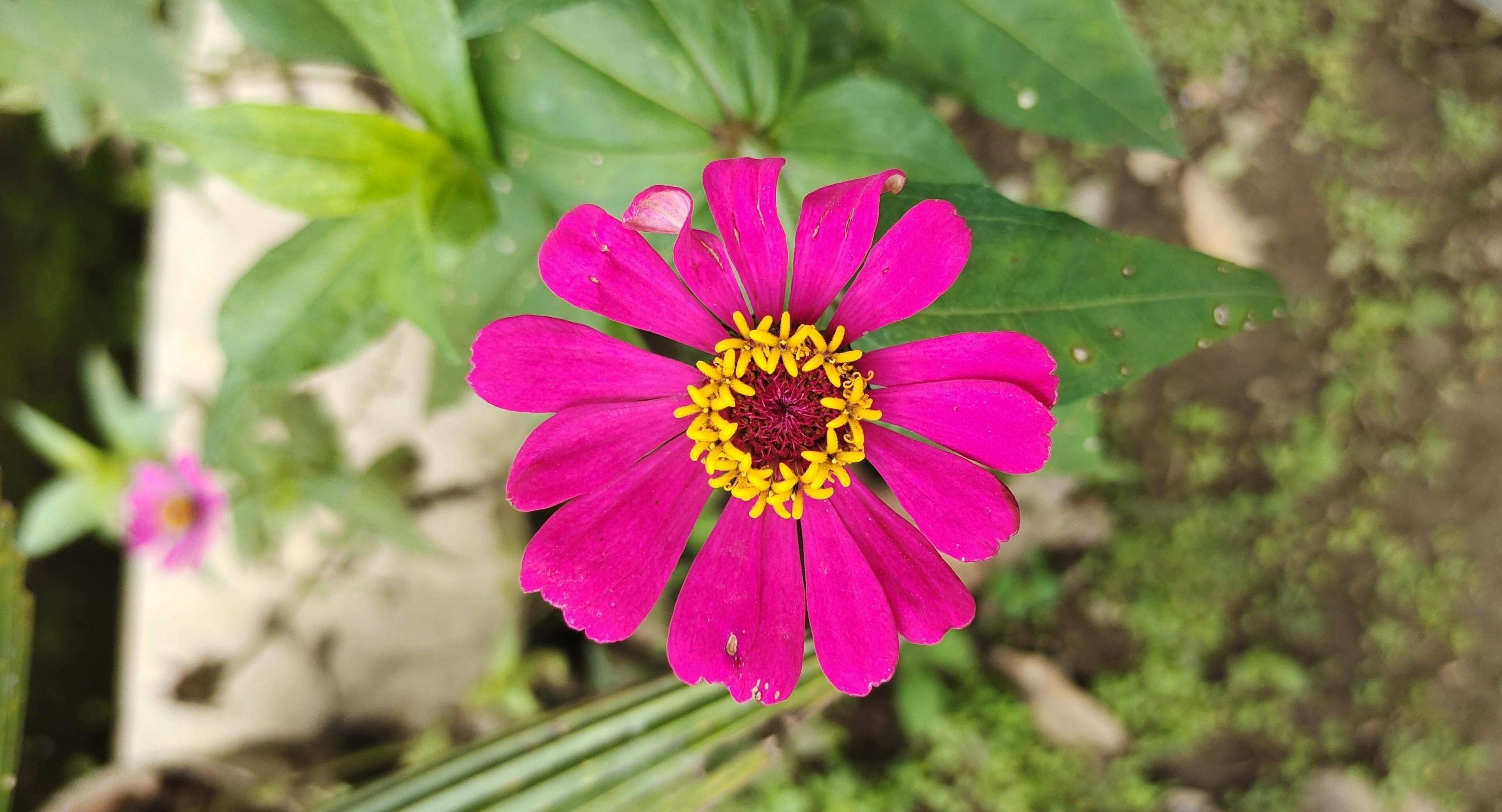 Zinnia haageana flowers that bloom in the flower garden, beautiful flowers with pink petals and golden yellow pollen. Top view Stock Free