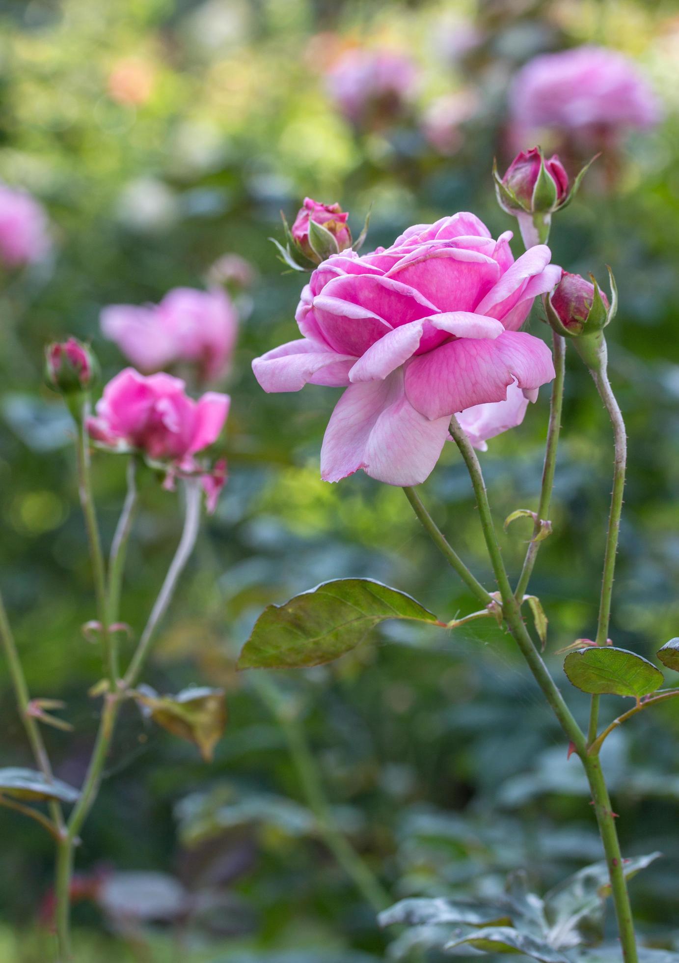 pink rose flower in a garden Stock Free