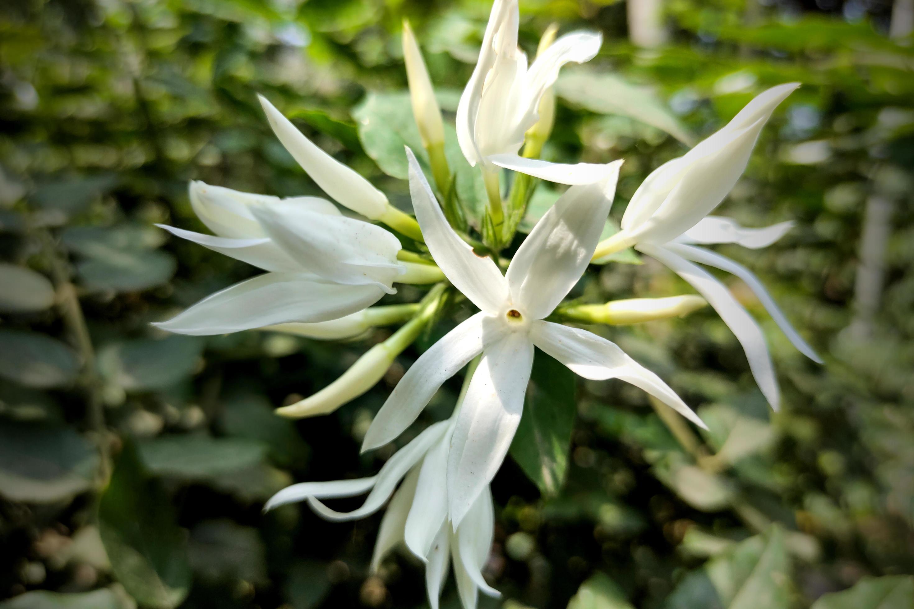 Jasminum Multipartitum Flower Photo Tree Stock Free