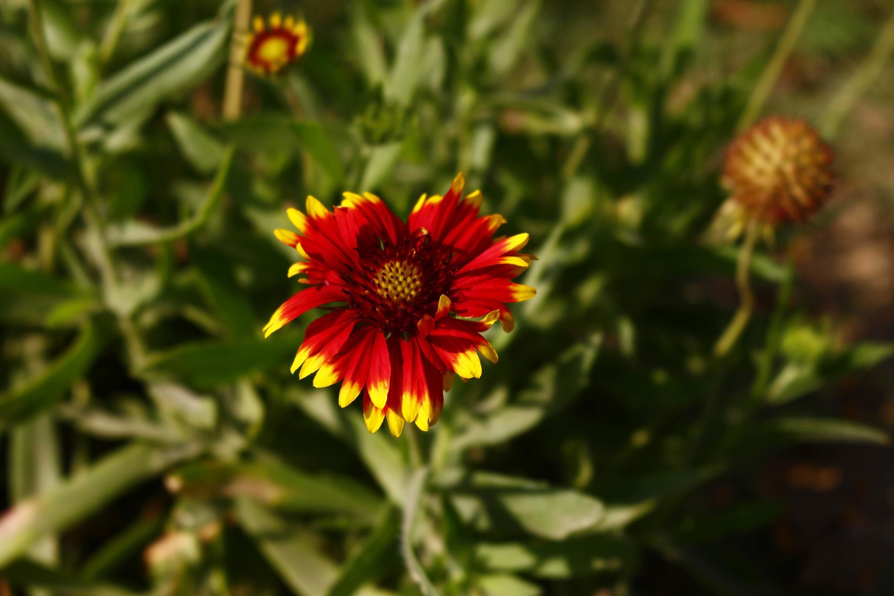 Bright Colorful Flowers In Outdoor Garden in Karachi Pakistan 2022 Stock Free