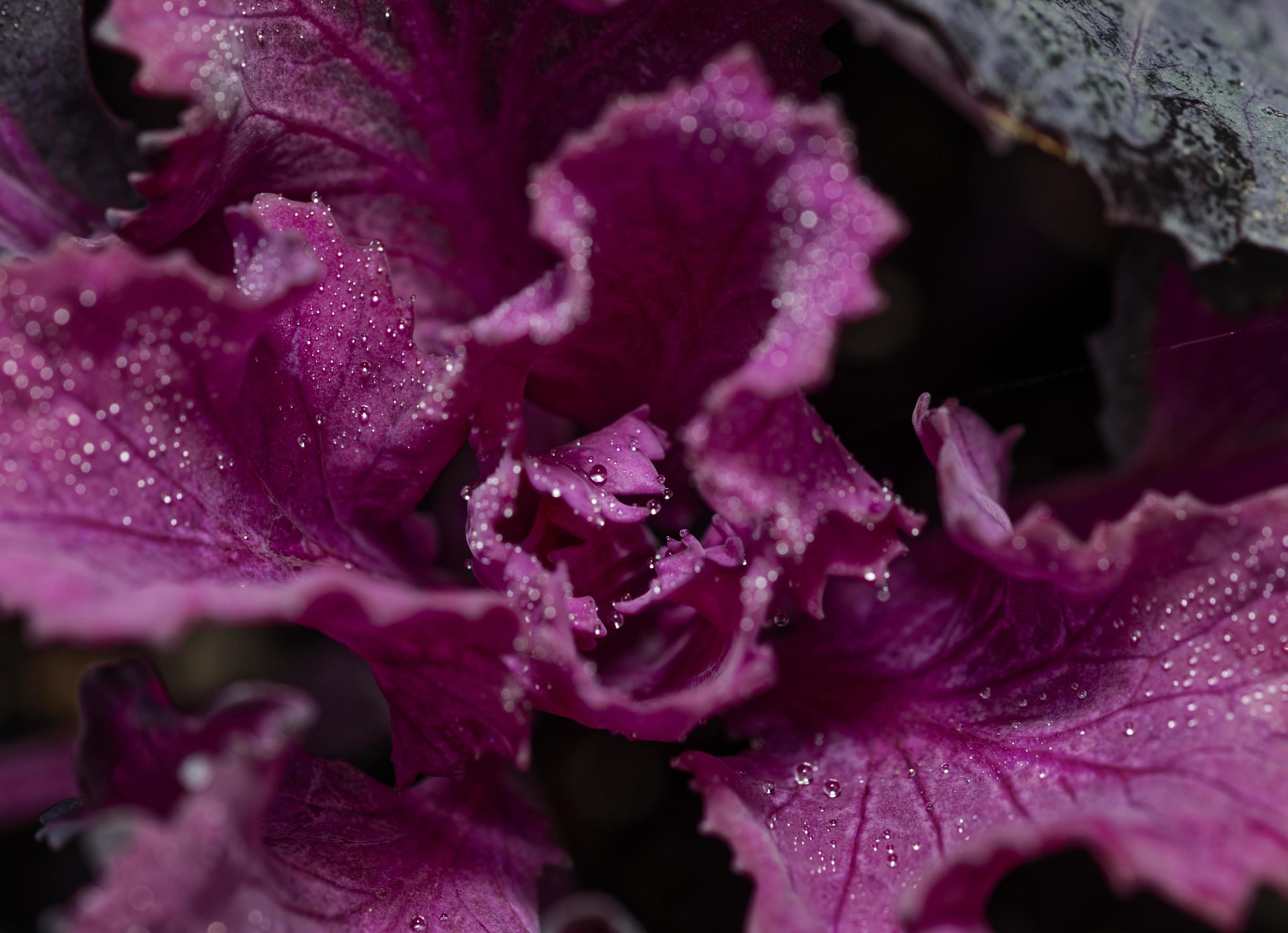 Purple flower photograph with water droplets on leaves Stock Free