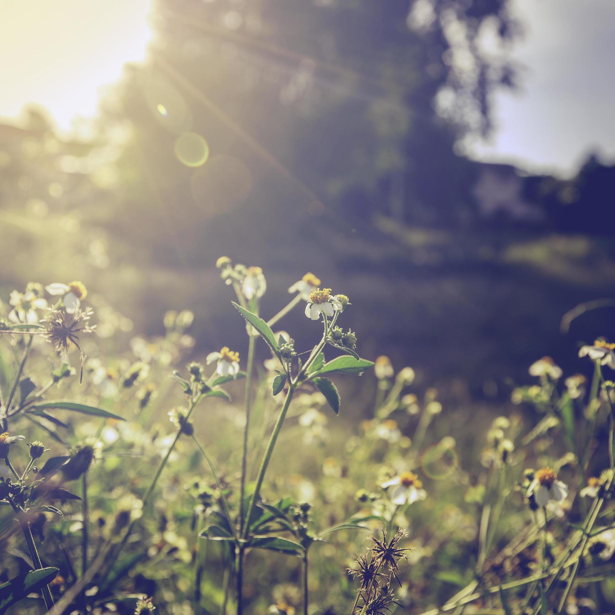 Vintage photo of beautiful flower and sunlight Stock Free