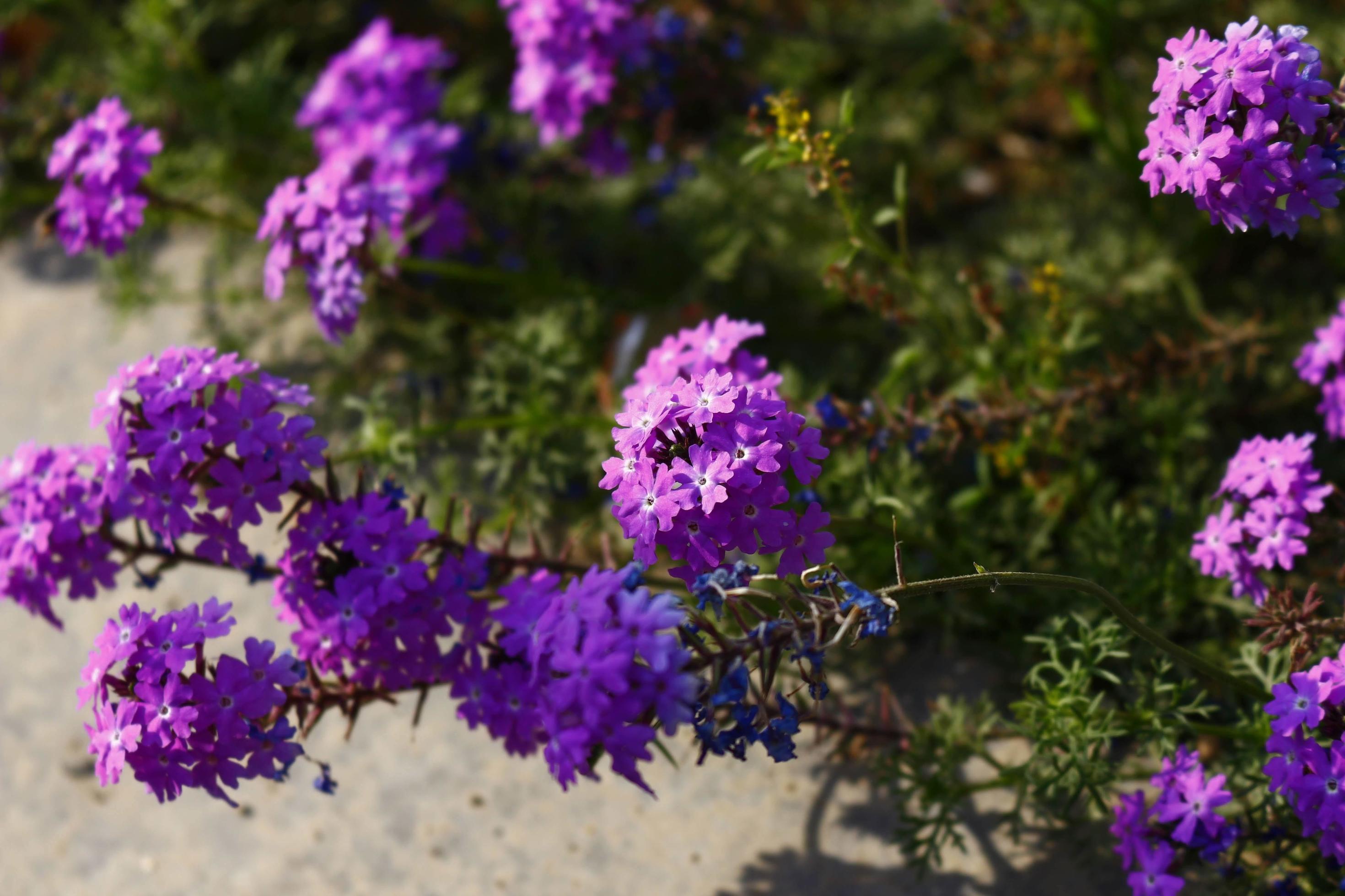 Bright Colorful Flowers In Outdoor Garden in Karachi Pakistan 2022 Stock Free