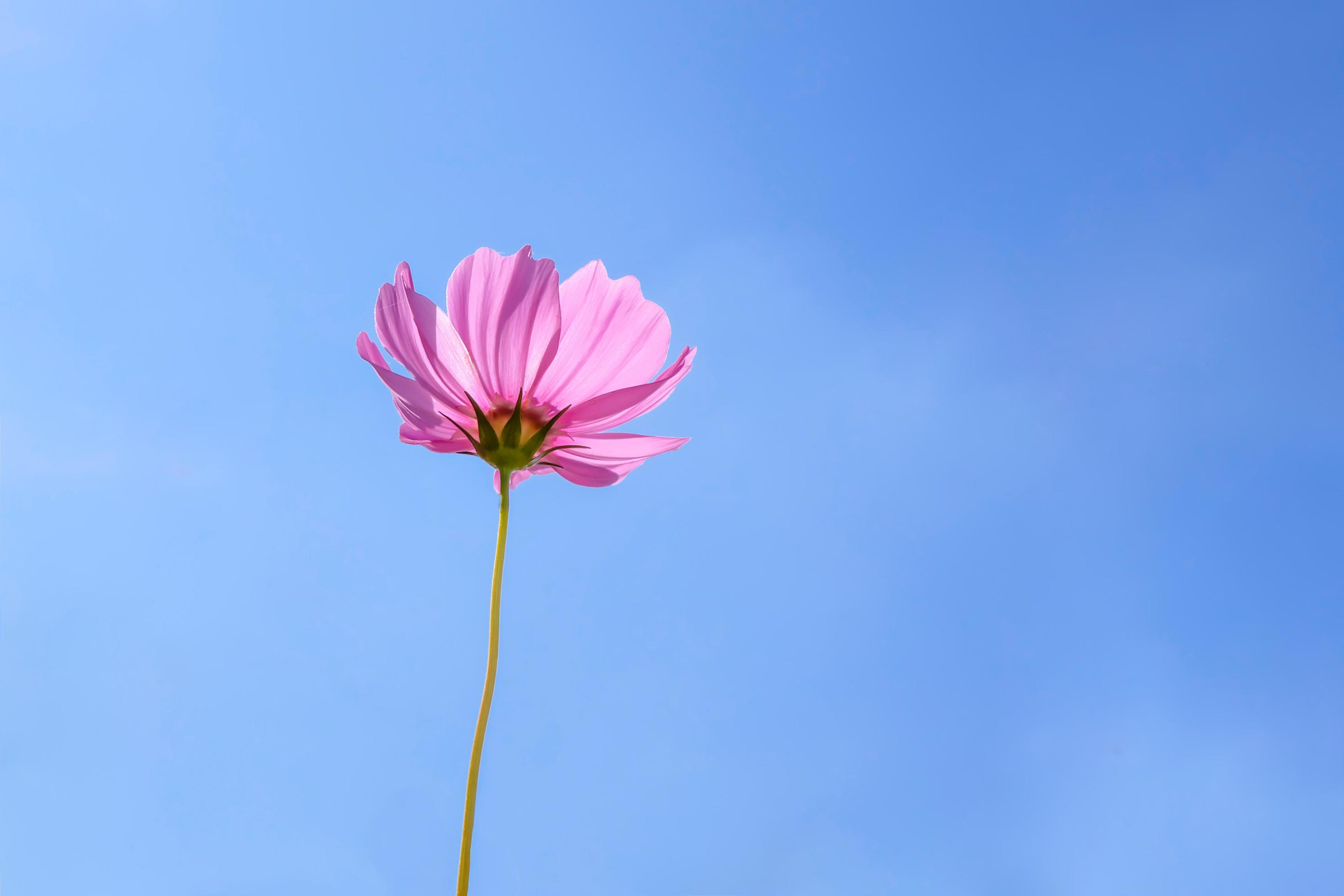 Low Angle View Of Pink cosmos Flowering Plants Against Blue Sky Stock Free