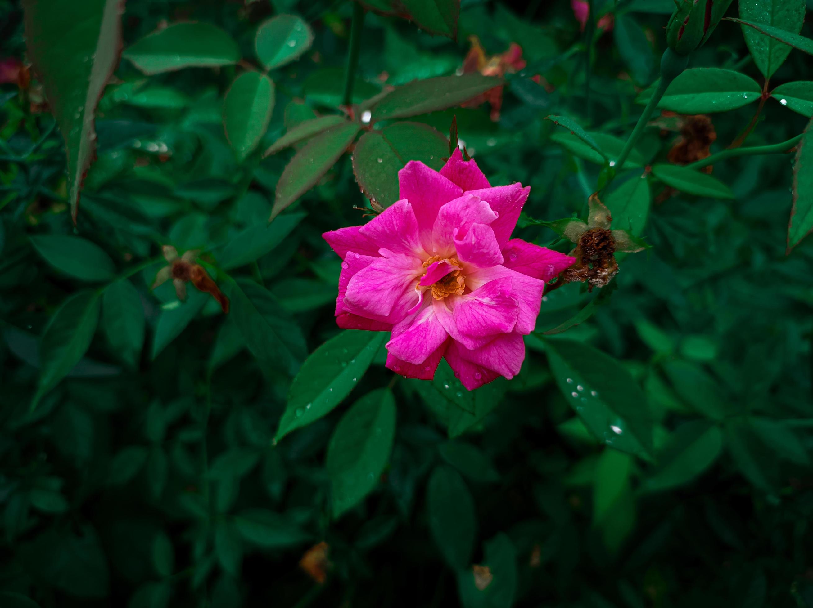 close-up of a beautiful, bright pink flower with a soothing look to the eye Stock Free