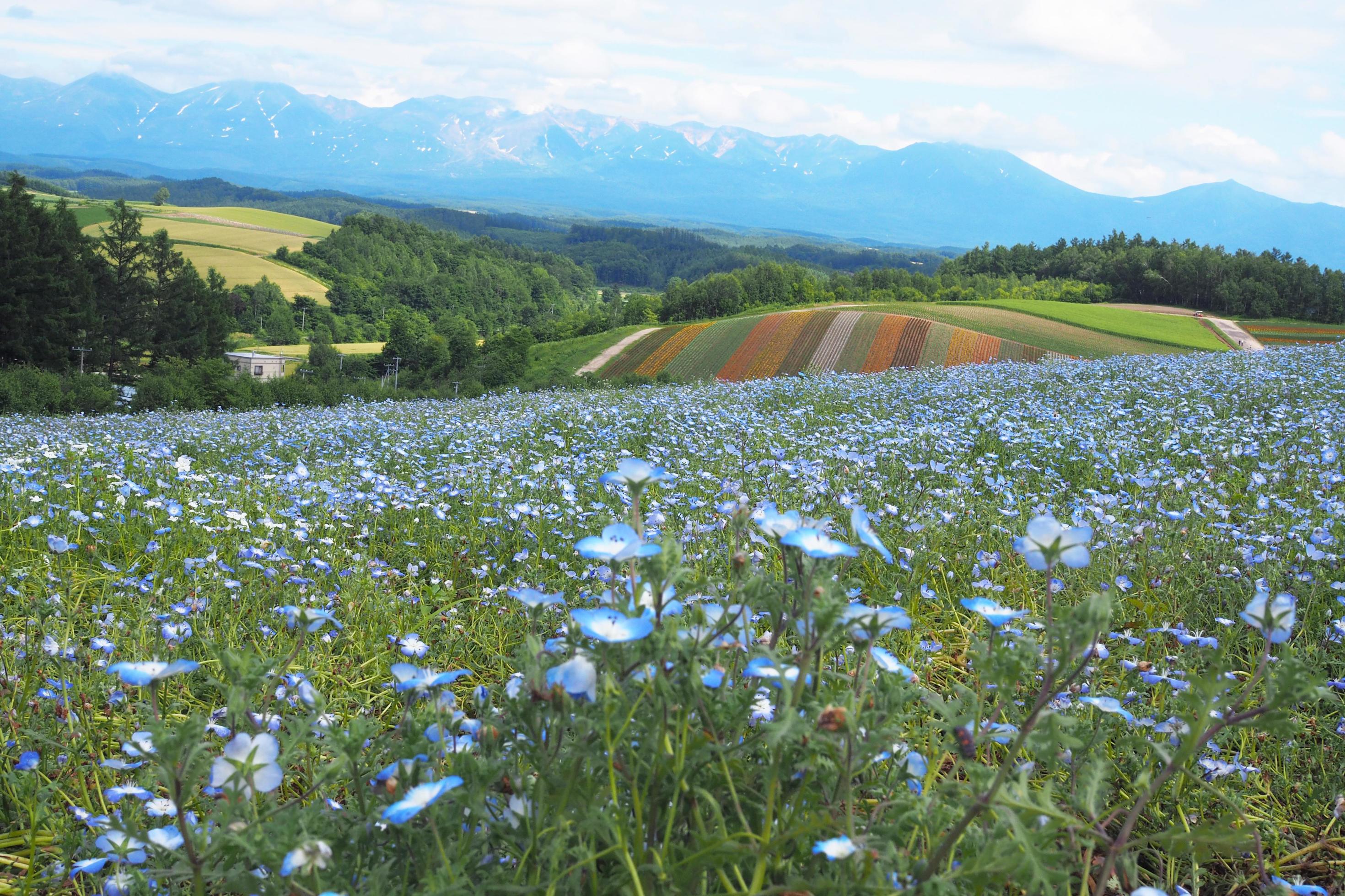 Nemophila flower garden on the back, a colorful rainbow horizon. Stock Free