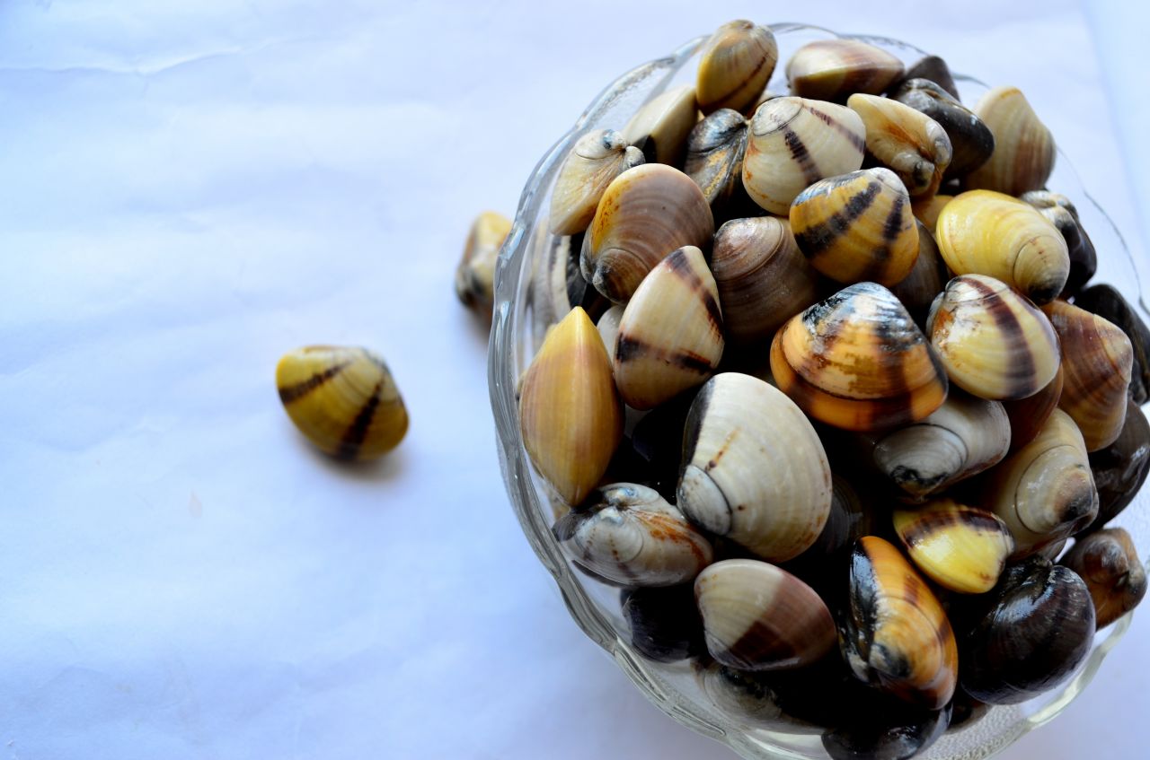 Sea Shells Bowl 2 Stock Free