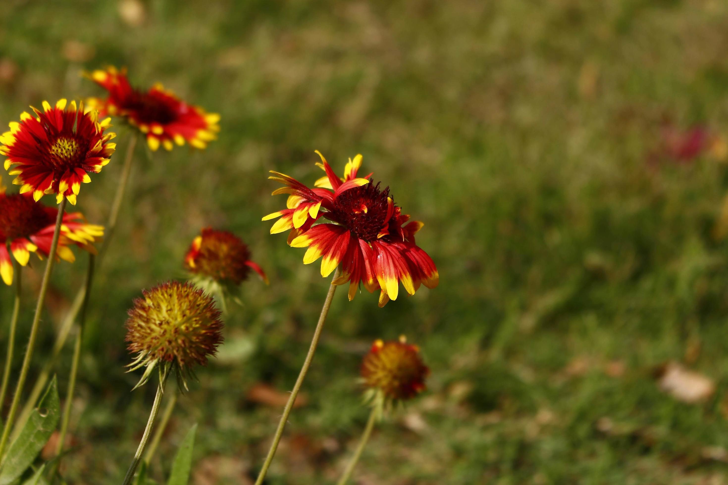 Bright Colorful Flowers In Outdoor Garden in Karachi Pakistan 2022 Stock Free