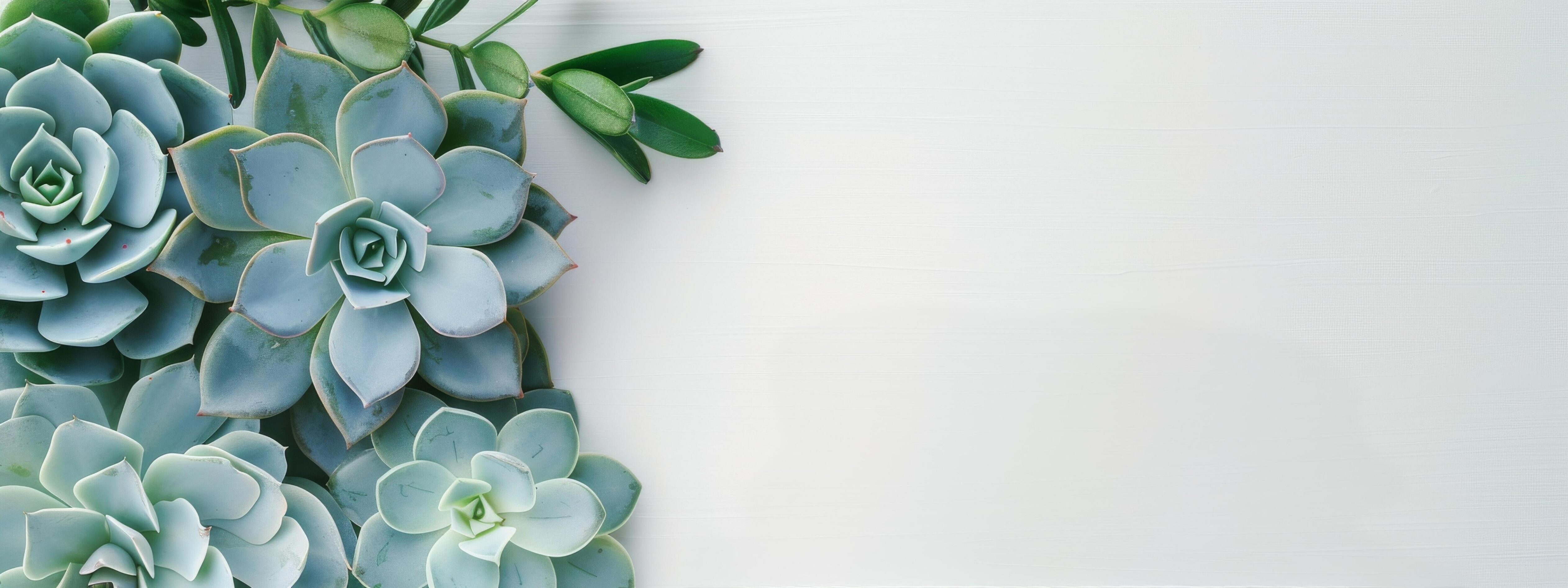 Succulents on a White Background Stock Free