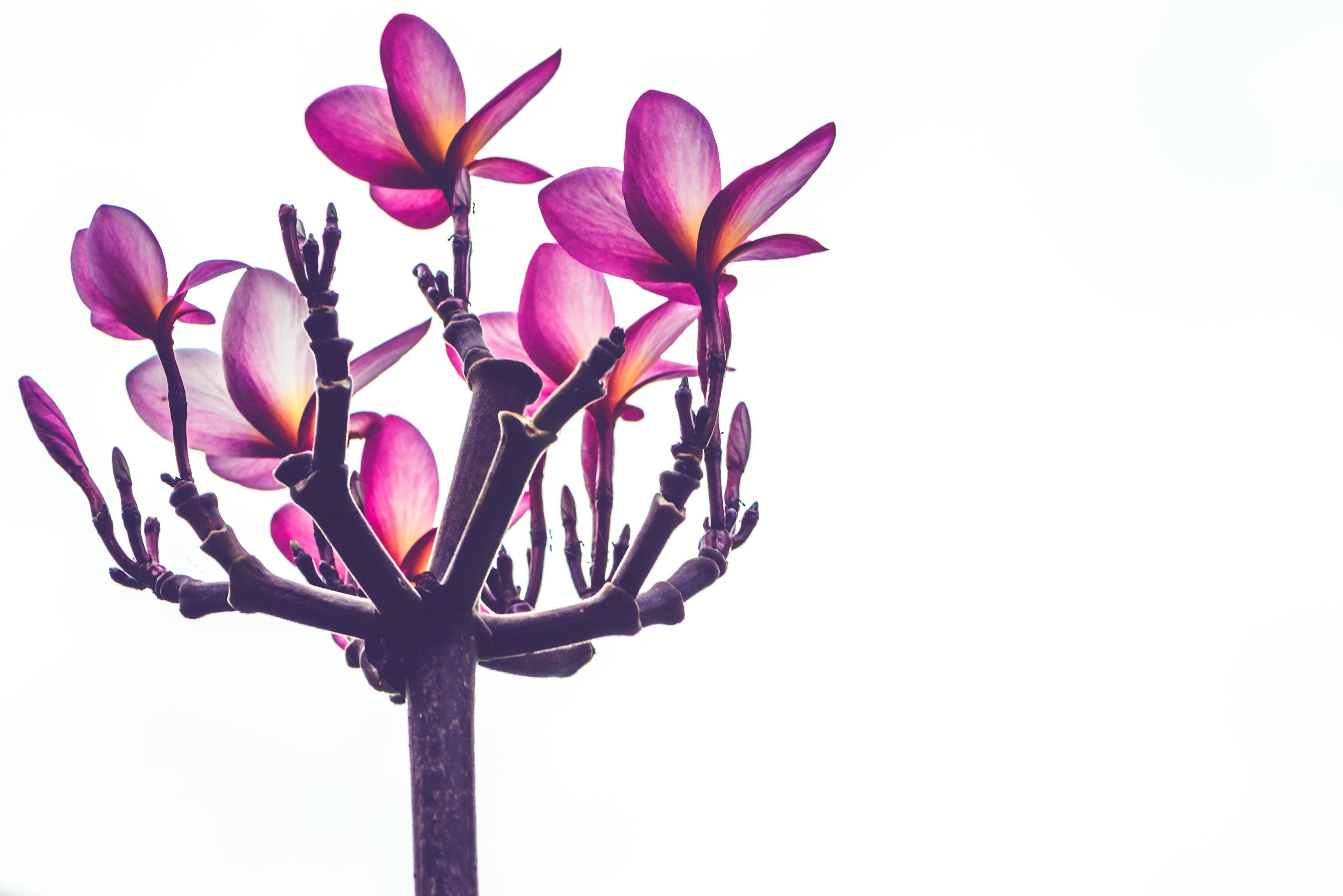 background Flower Plumeria Pink Stock Free