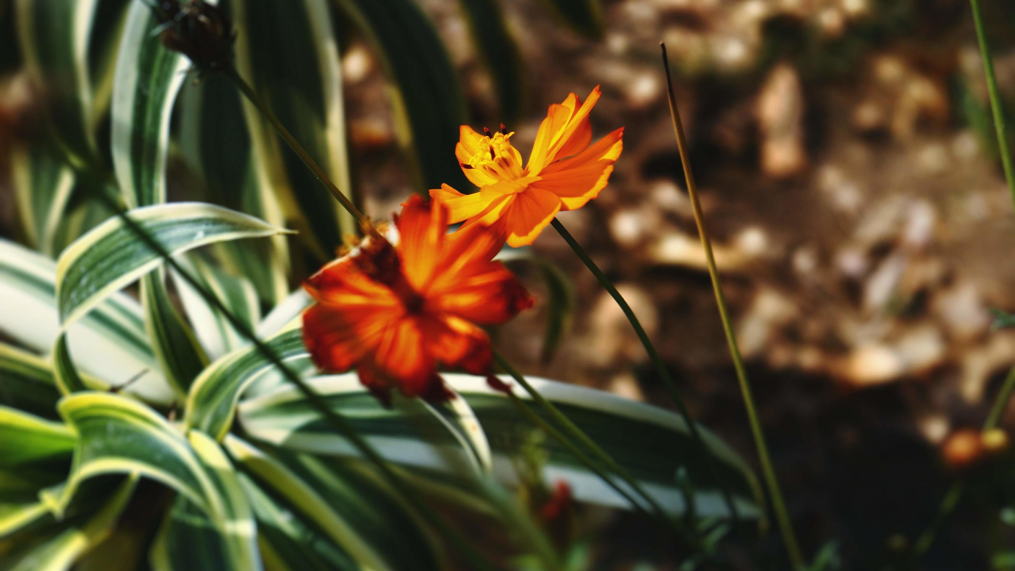 Flowering Plants in Outdoor Garden in Karachi Pakistan 2022 Stock Free