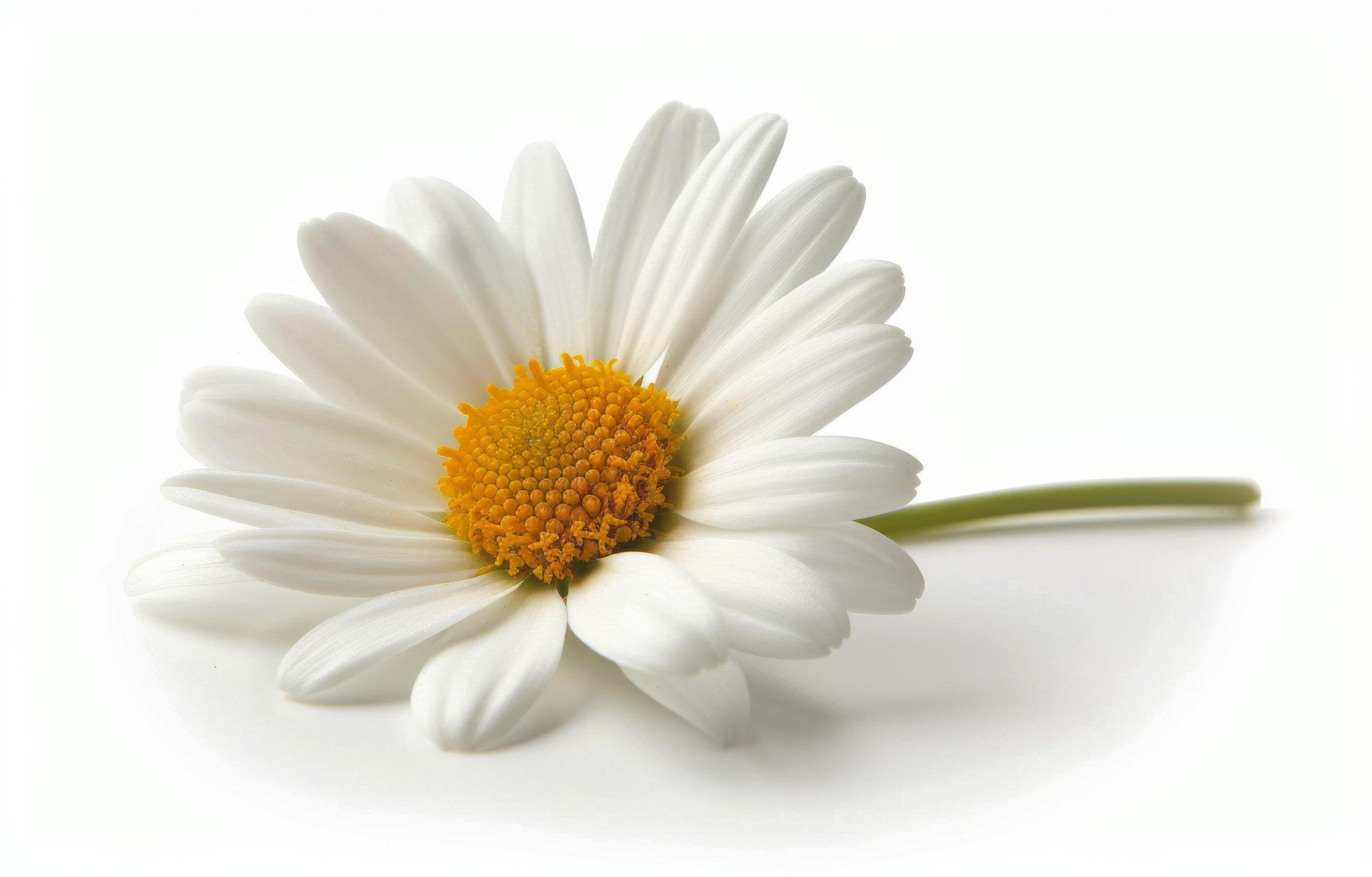 Single White Daisy Flower on White Background Stock Free